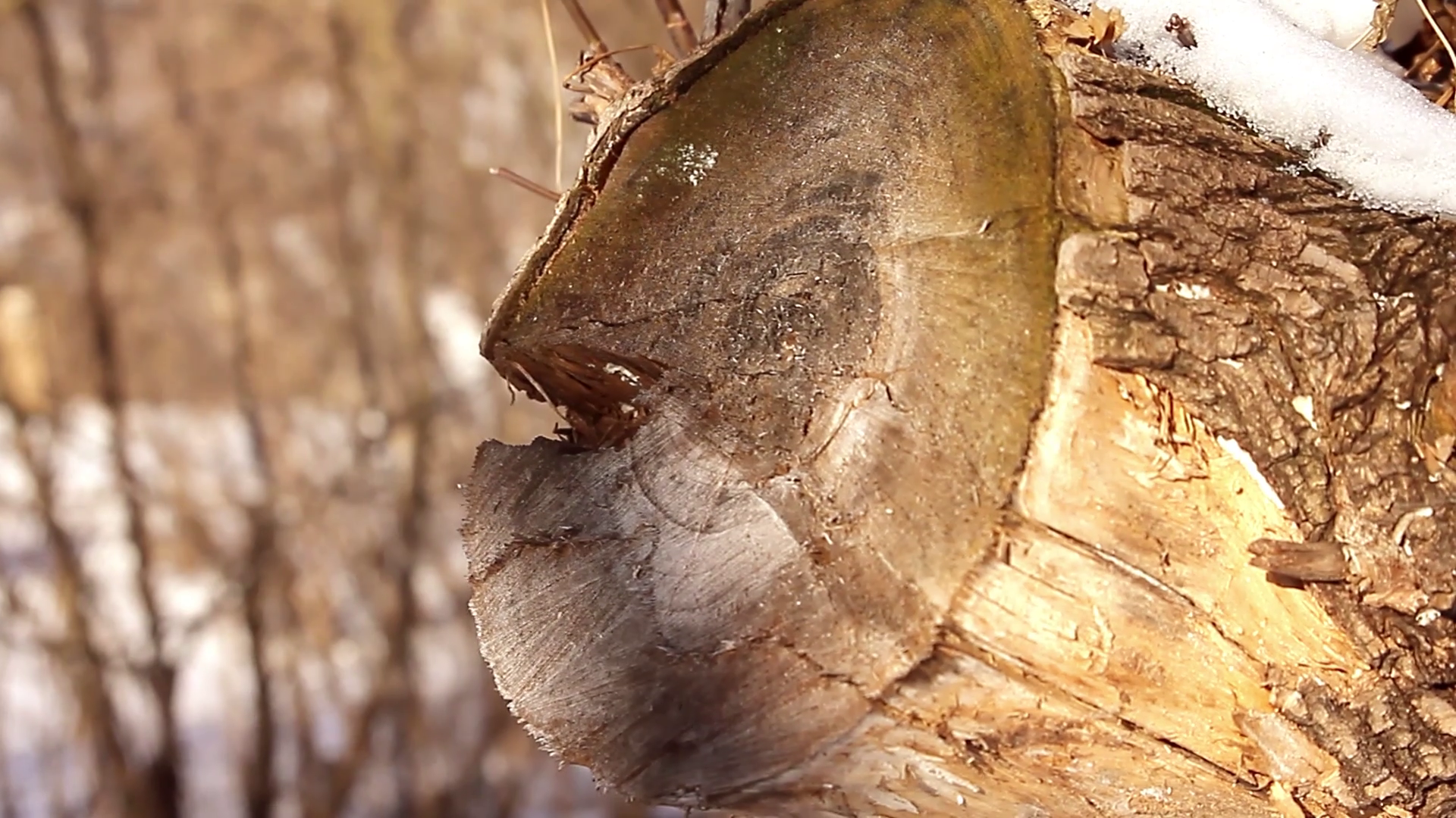 Smooth cross section of brown tree stump Stock Video Footage ...