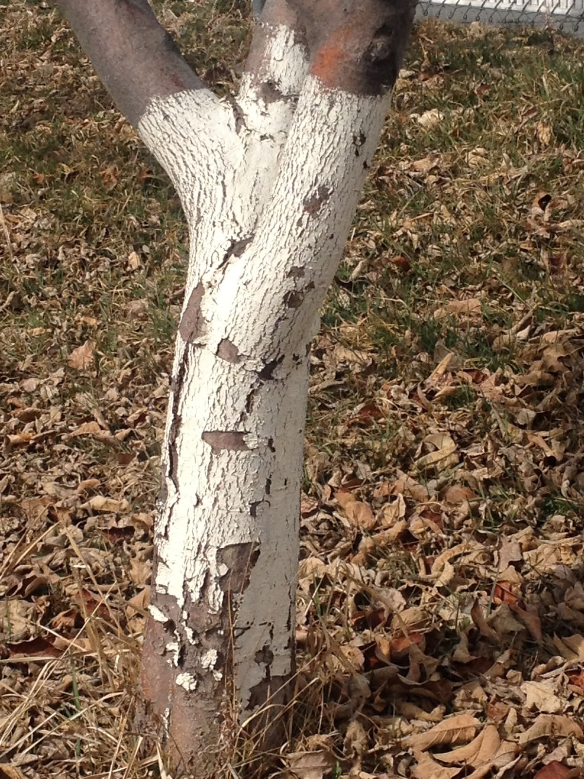 Fruit Tree Pruning at Its Best: Why are the Base of Fruit Tree ...