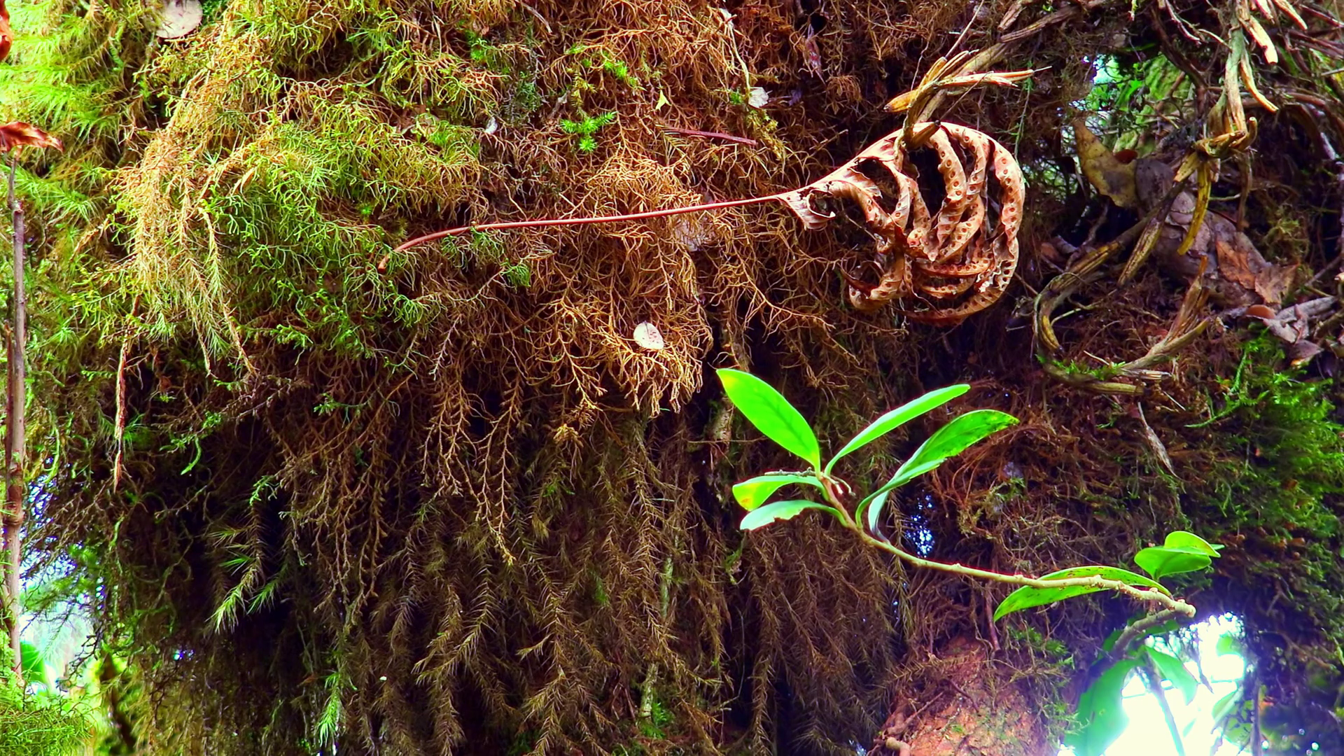 Shaggy brown moss growing on trunk of jungle tree and hanging from ...