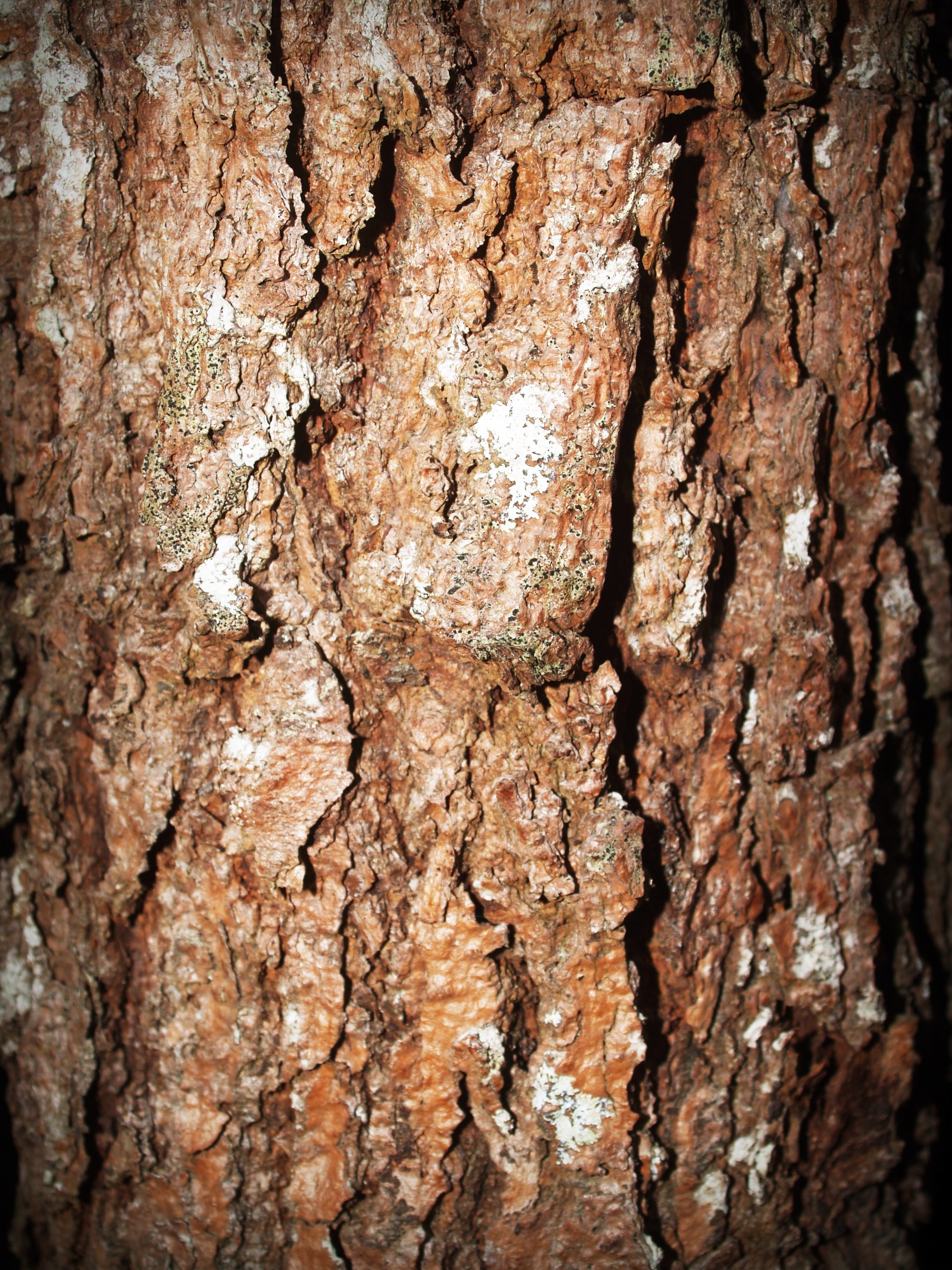 Free stock photo of close-up, tree, tree bark
