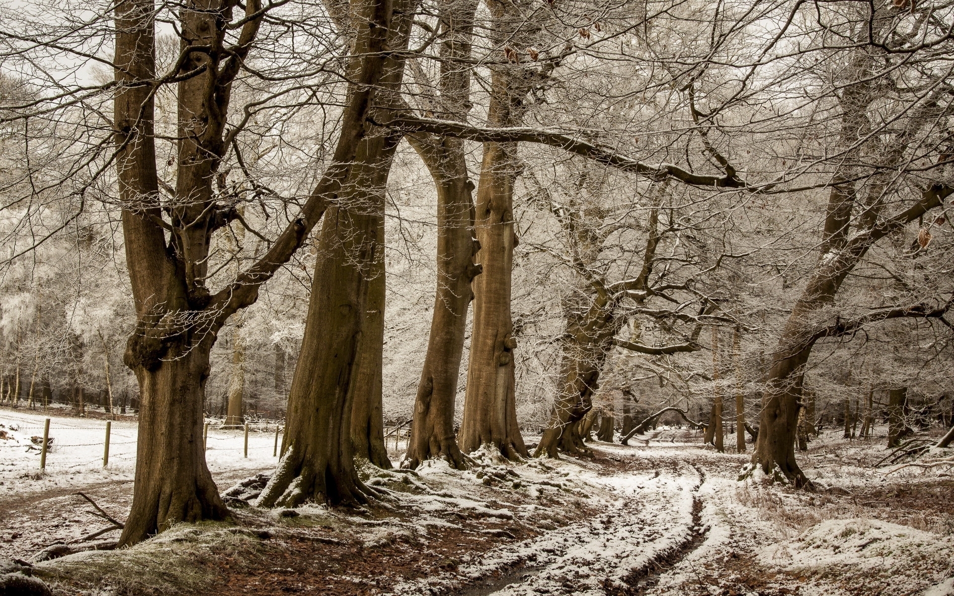 Brown Trees Path Fence Snowy wallpapers | Brown Trees Path Fence ...
