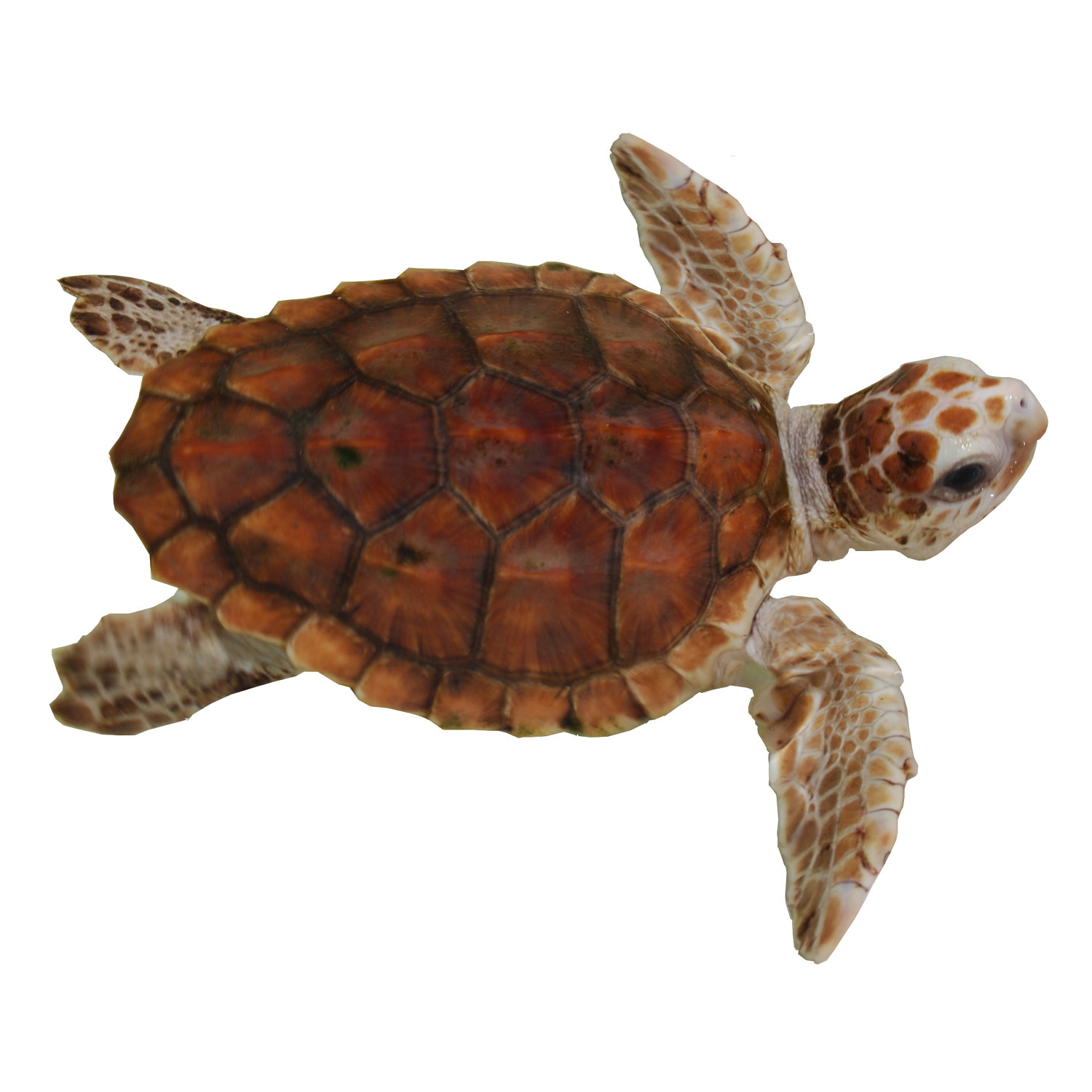 Brown Baby Sea Turtle Decal by WilsonGraphics on Zibbet