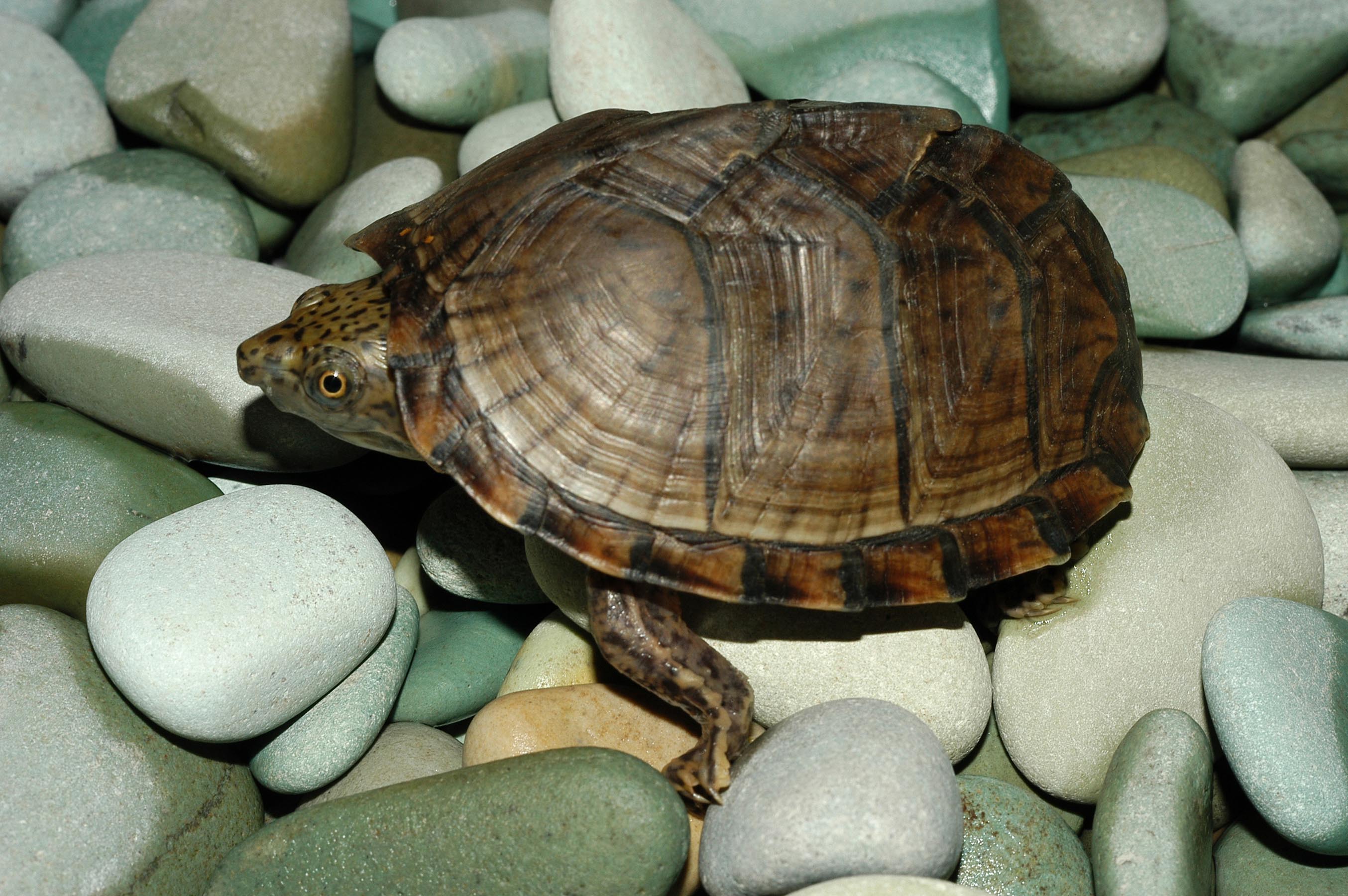 К морским черепахам относится. Килеватая мускусная черепаха. Sternotherus odoratus. Черепаха мускусная килевая. Мускусная килеватая.