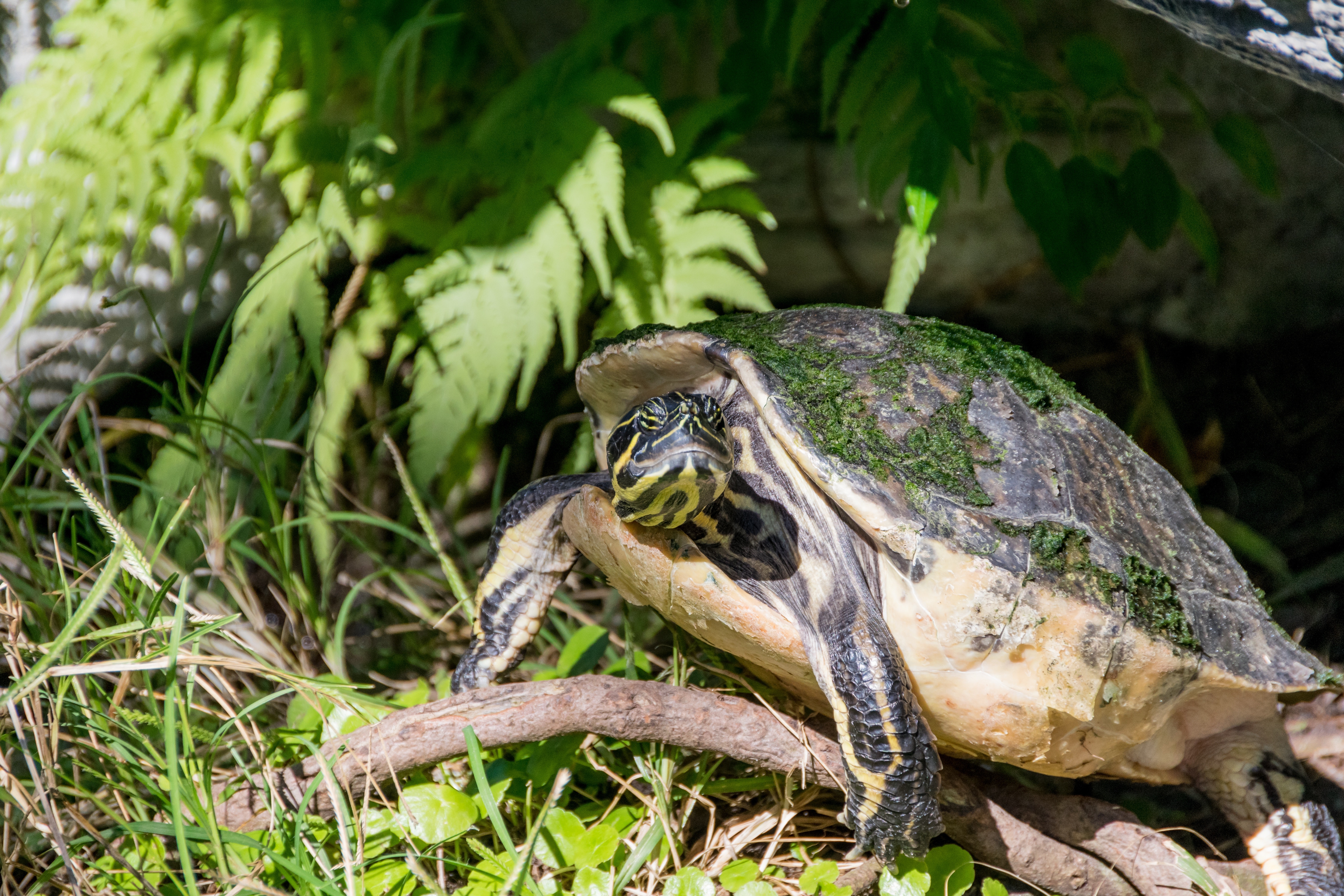 Brown turtle on green grass photo