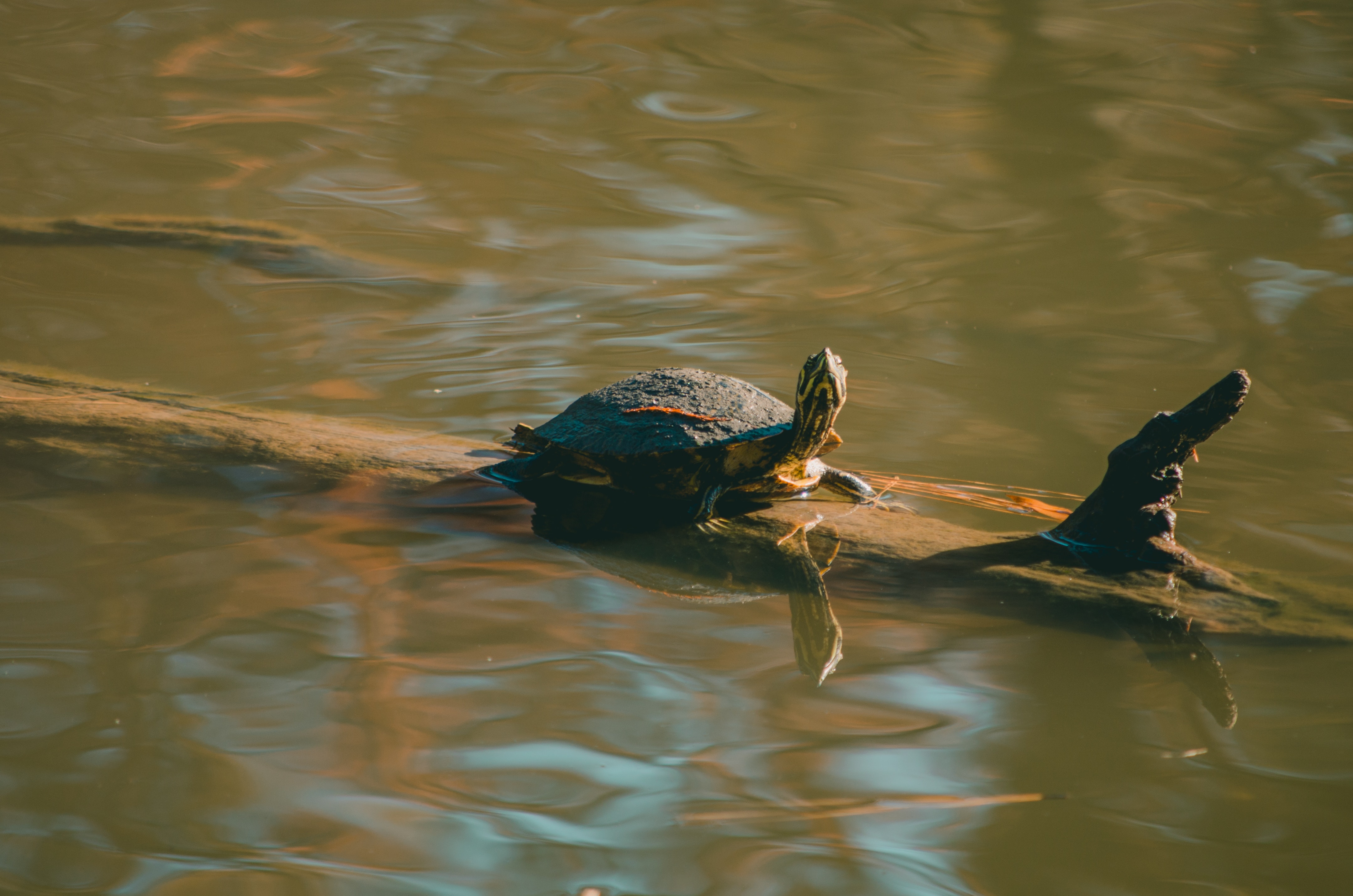Brown turtle on wood trunk photo