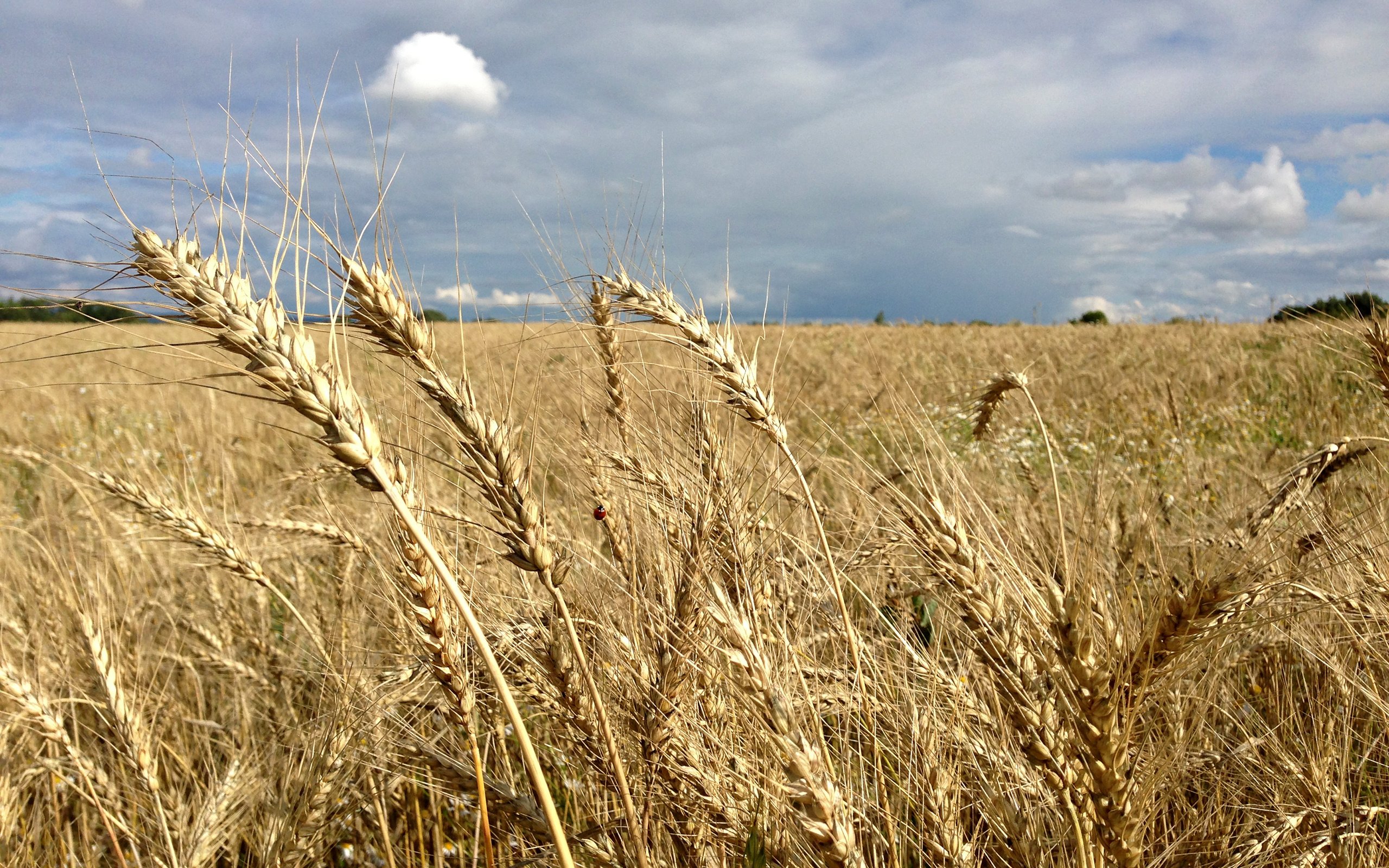 Field rye ear wheat grass wallpaper | 2560x1600 | 335946 | WallpaperUP