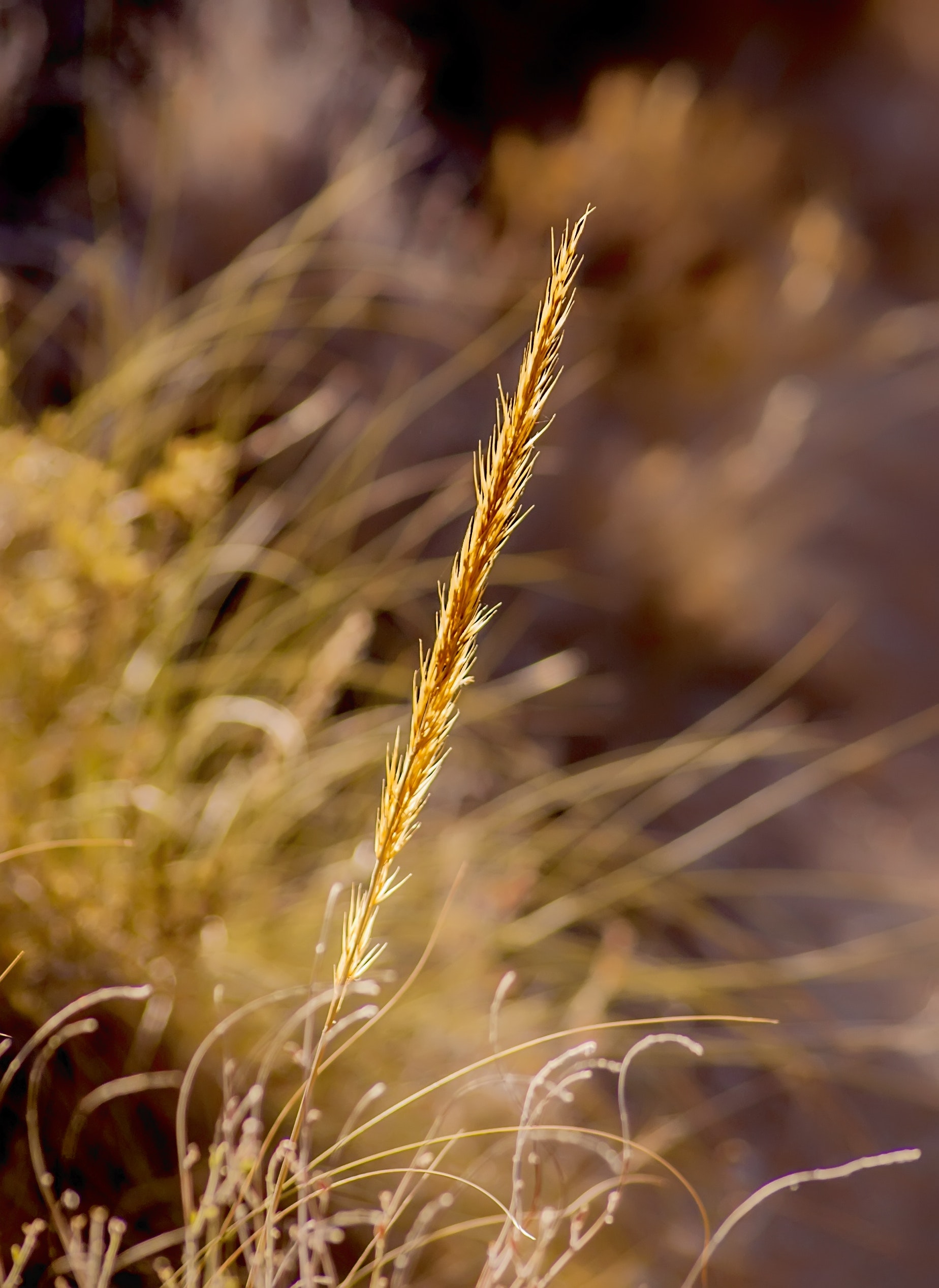 Brown wheat grass photo