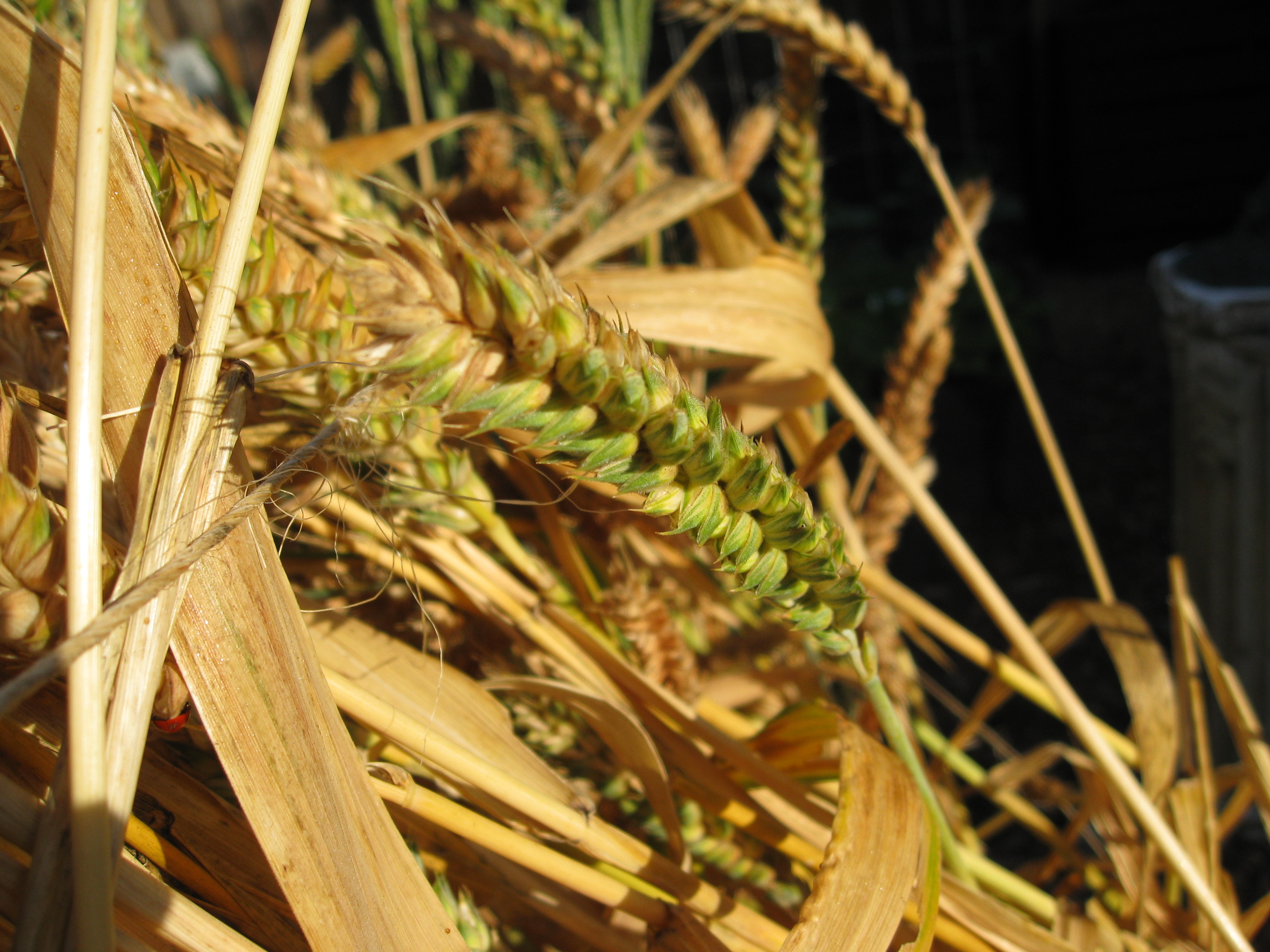 Harvesting Wheat - Gardenerd