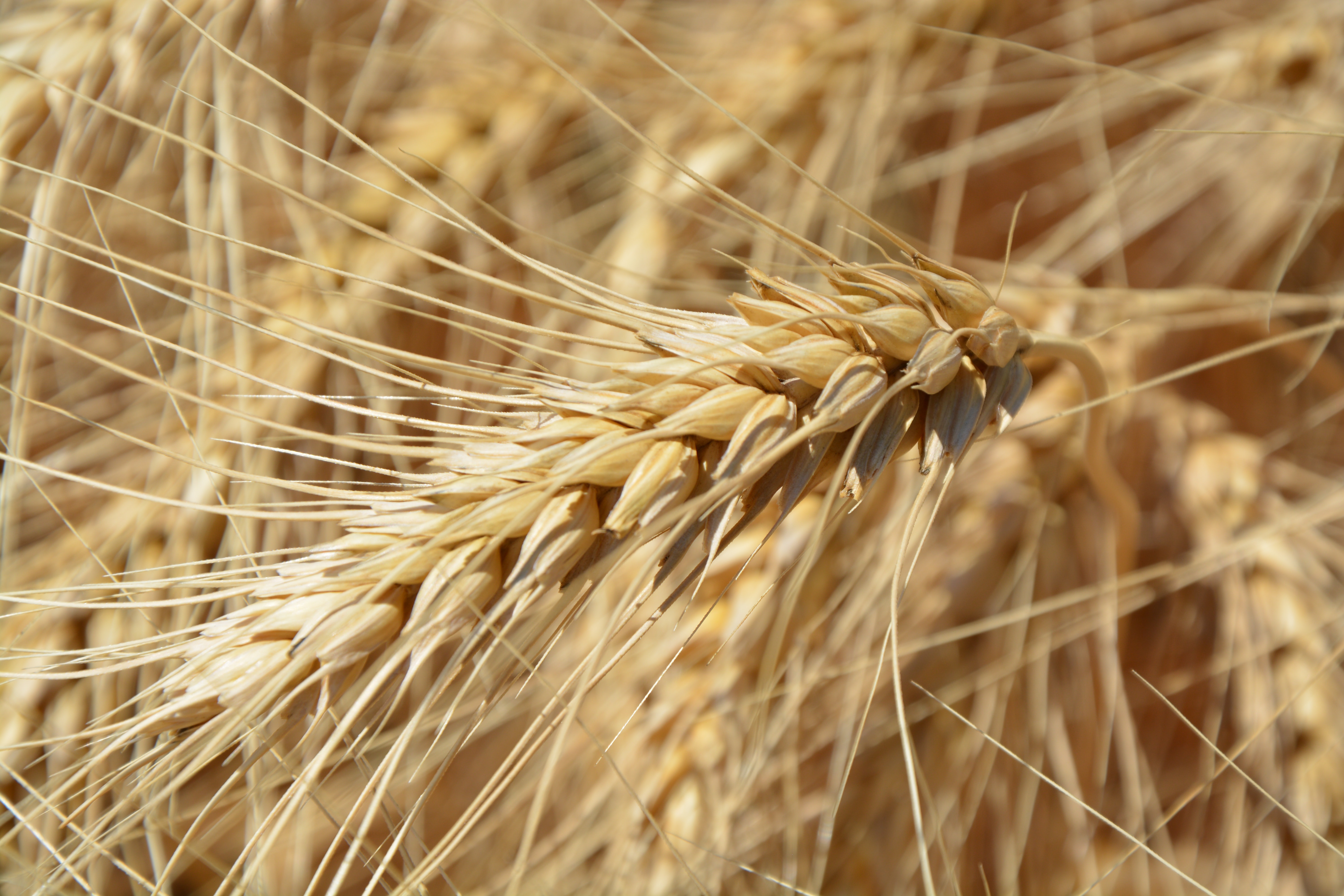 Wheat Grains Closeup Photography · Free Stock Photo