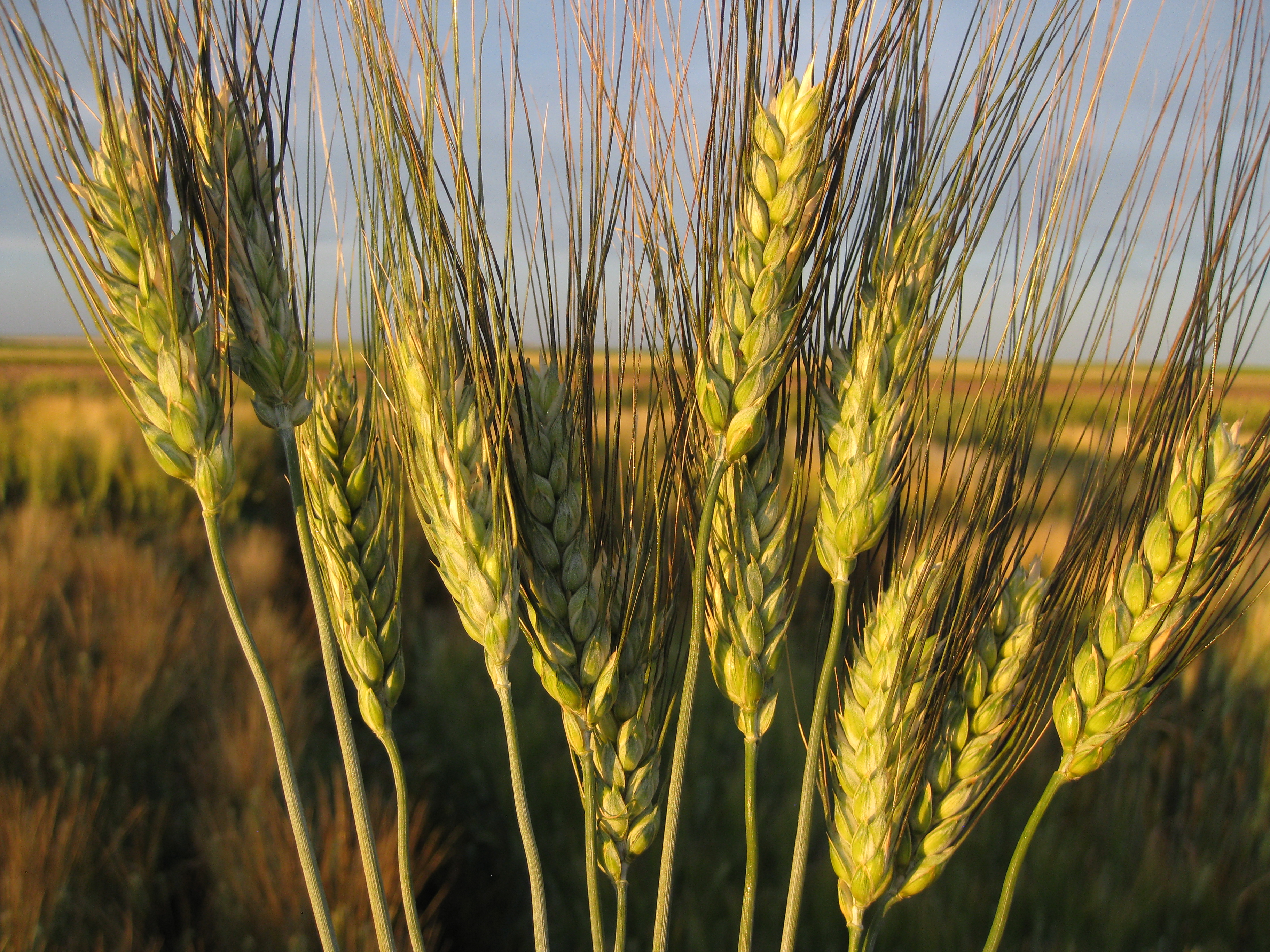 Good news about growing wheat – julia rosen