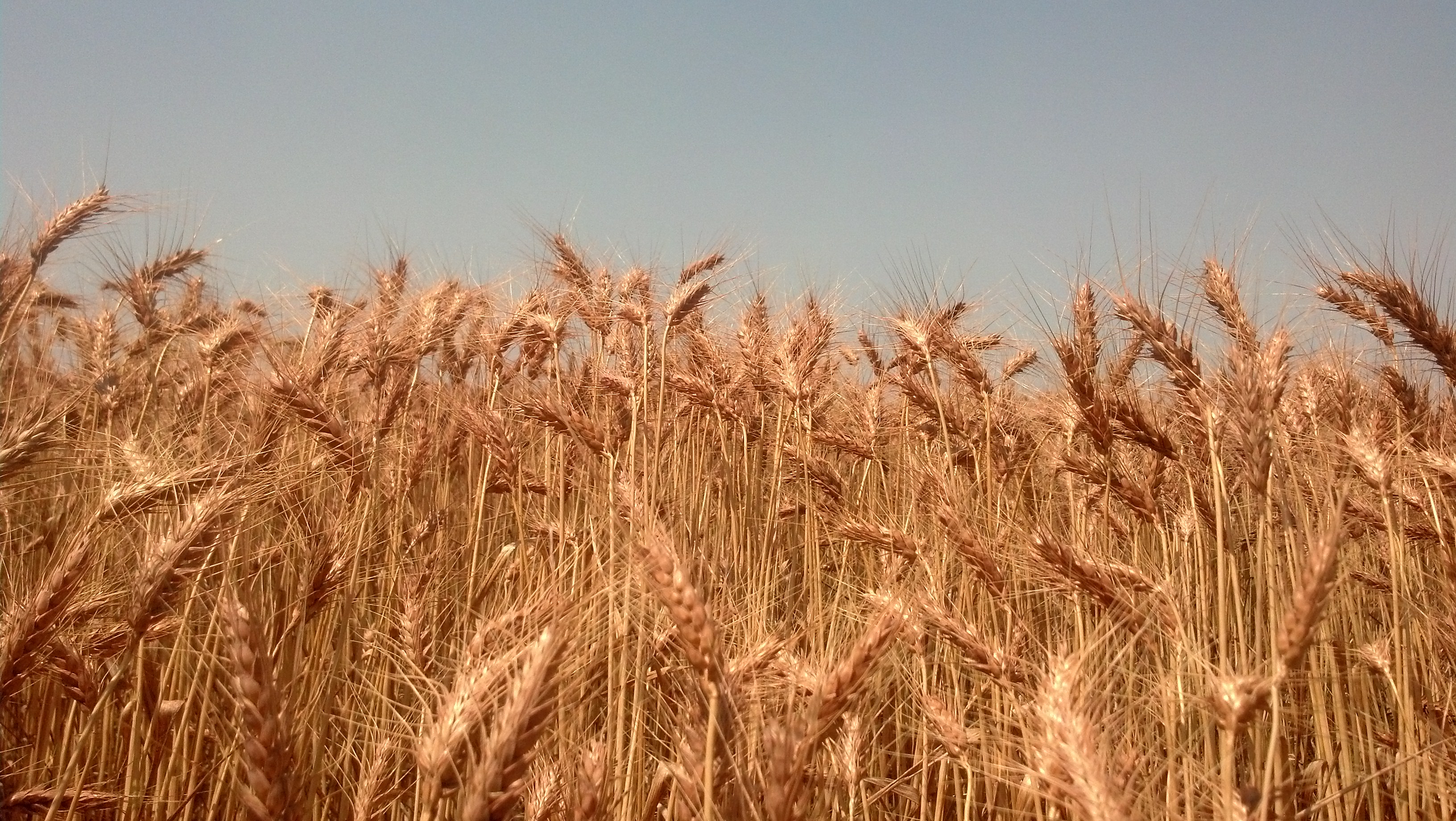 wheat | From Sand Creek