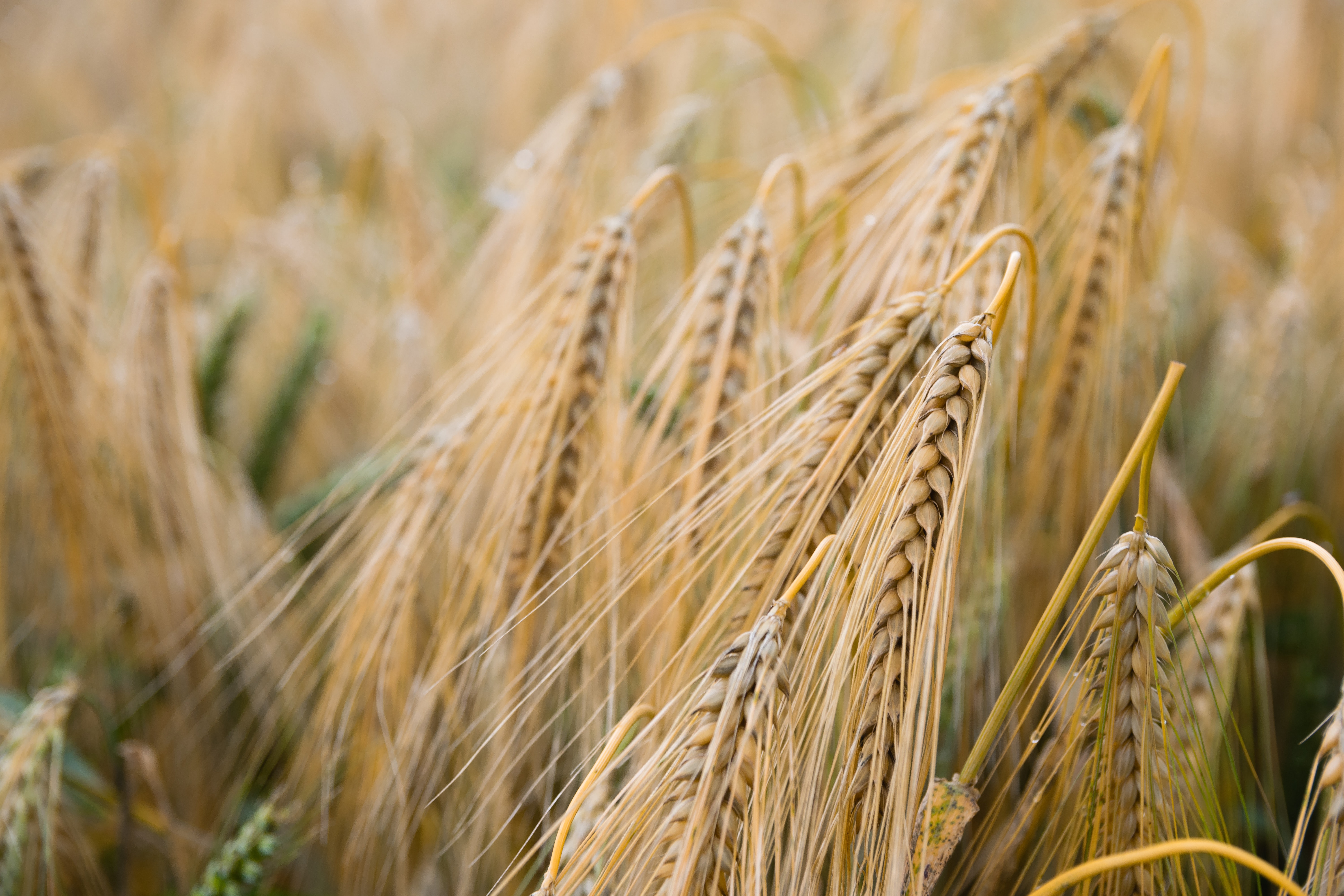 Brown wheat plant photo
