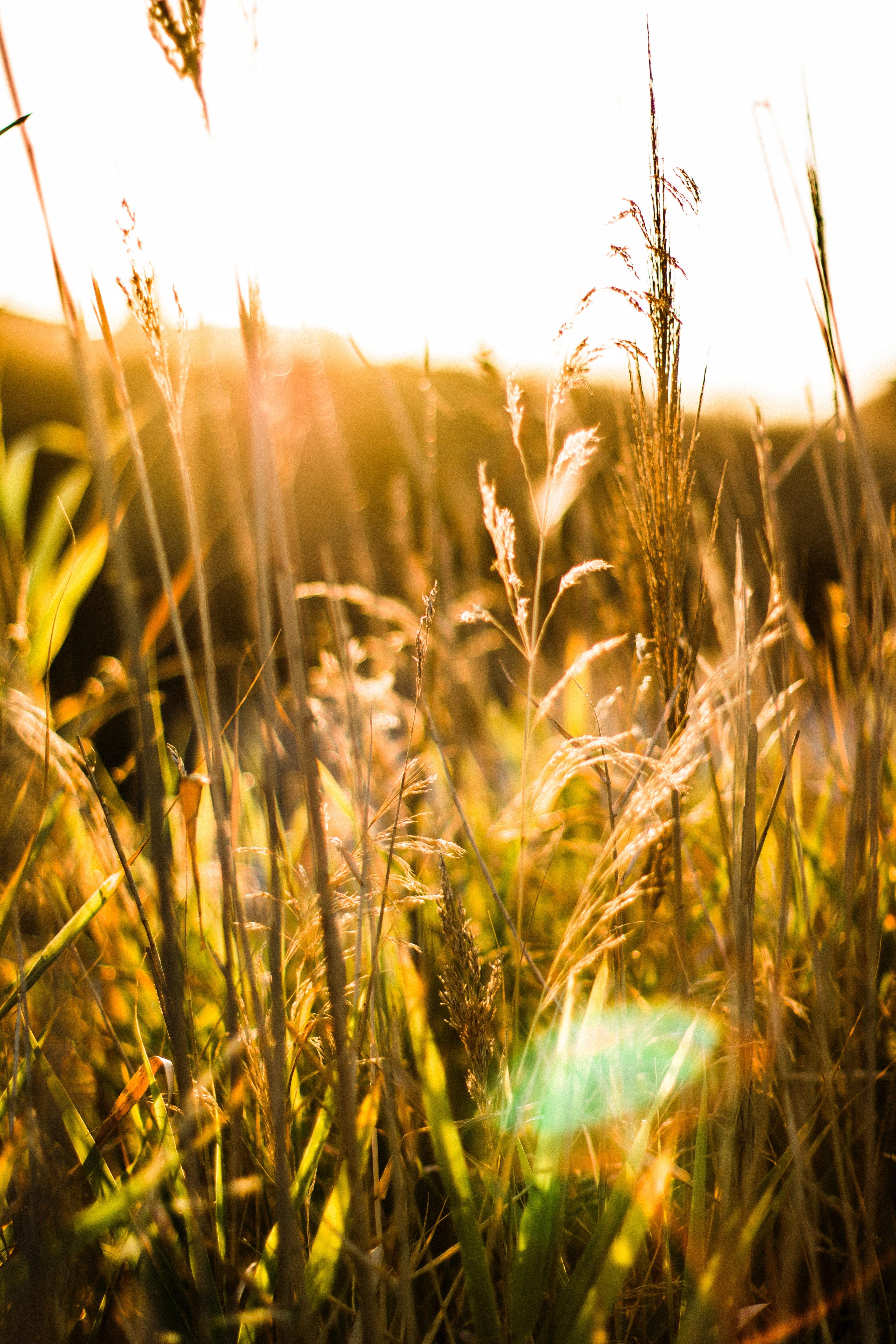 Brown Wheat With Sunrays Effect · Free Stock Photo