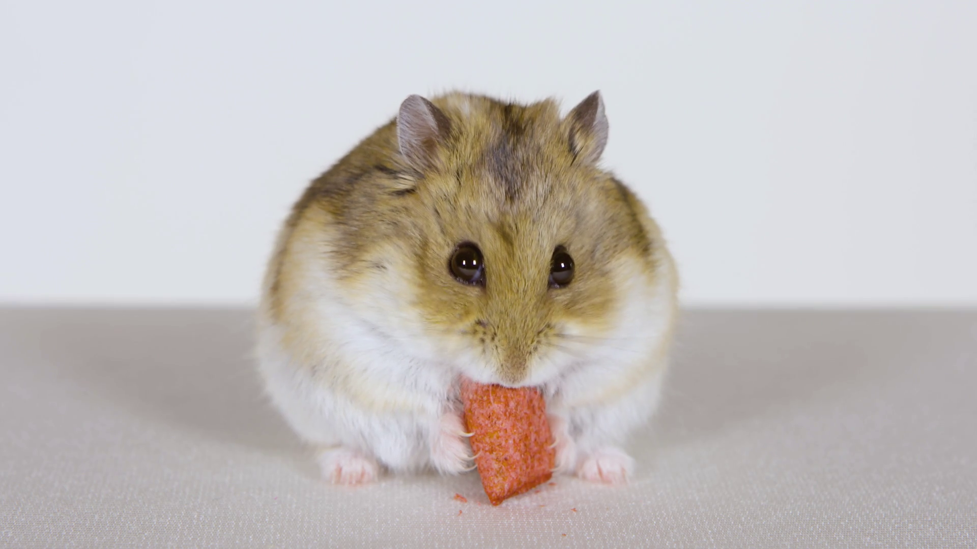 Close Up Brown Hamster Eating Treat And Grooming On White Background ...