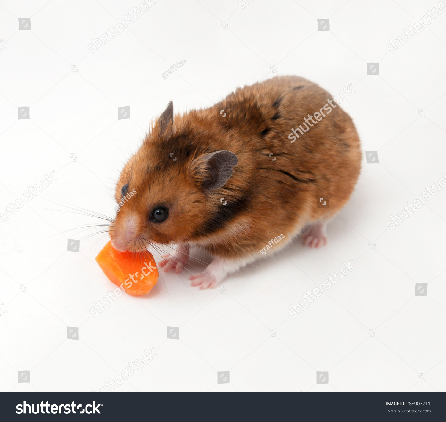 Isolated Brown Syrian Hamster On White Stock Photo 268907711 ...