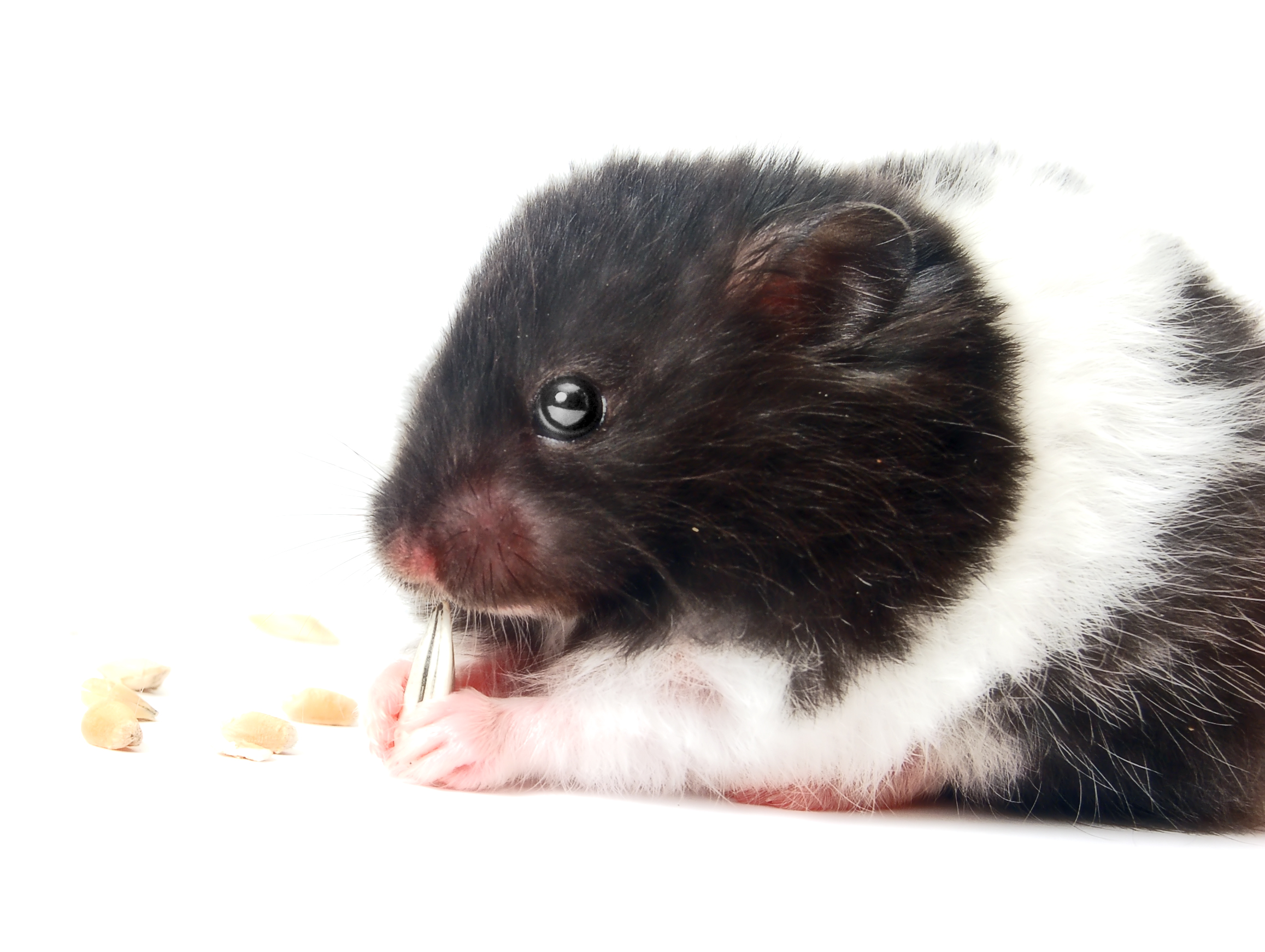 Syrian Hamster – The Hamster Place