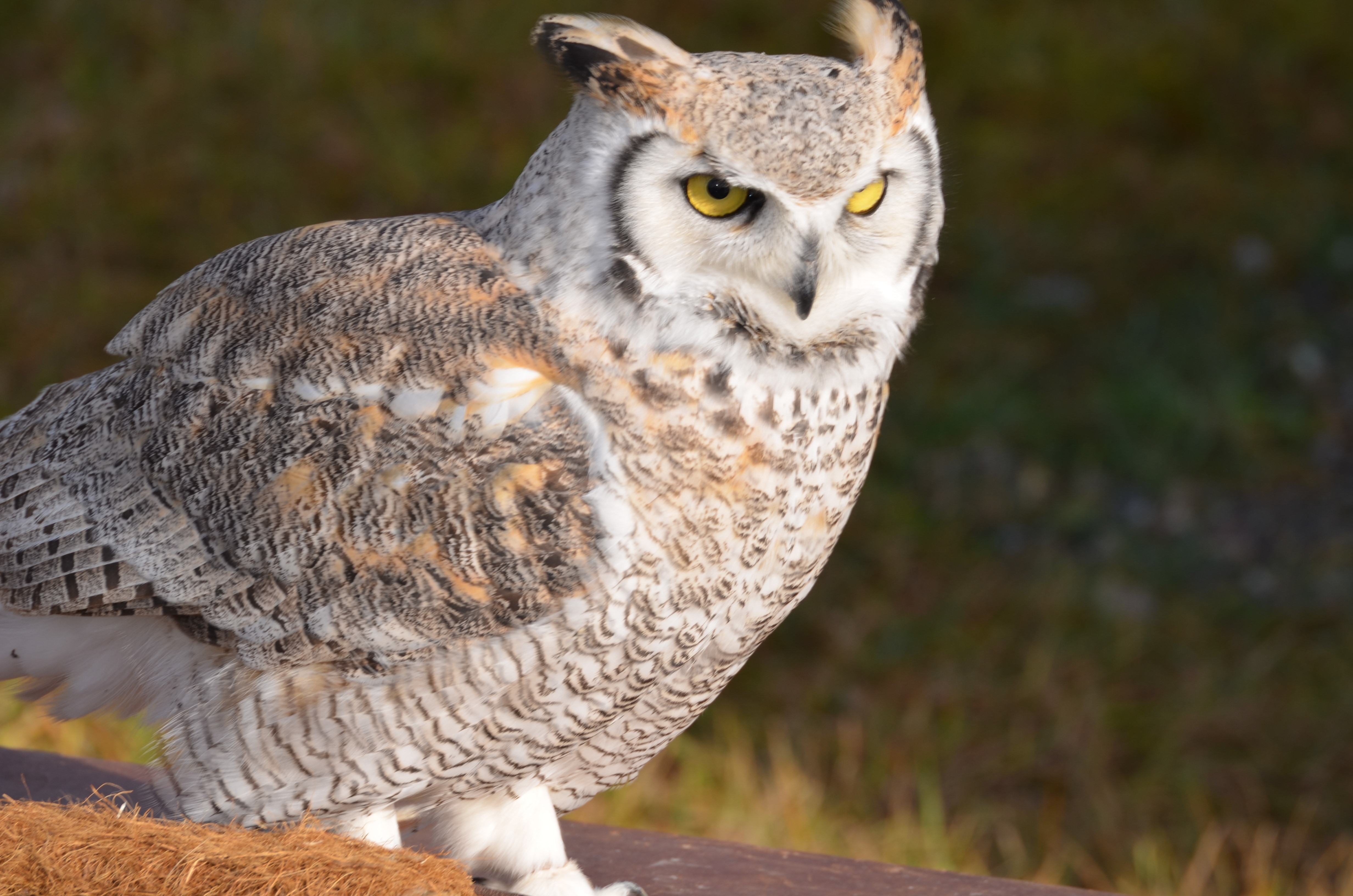 white and brown owl free image | Peakpx