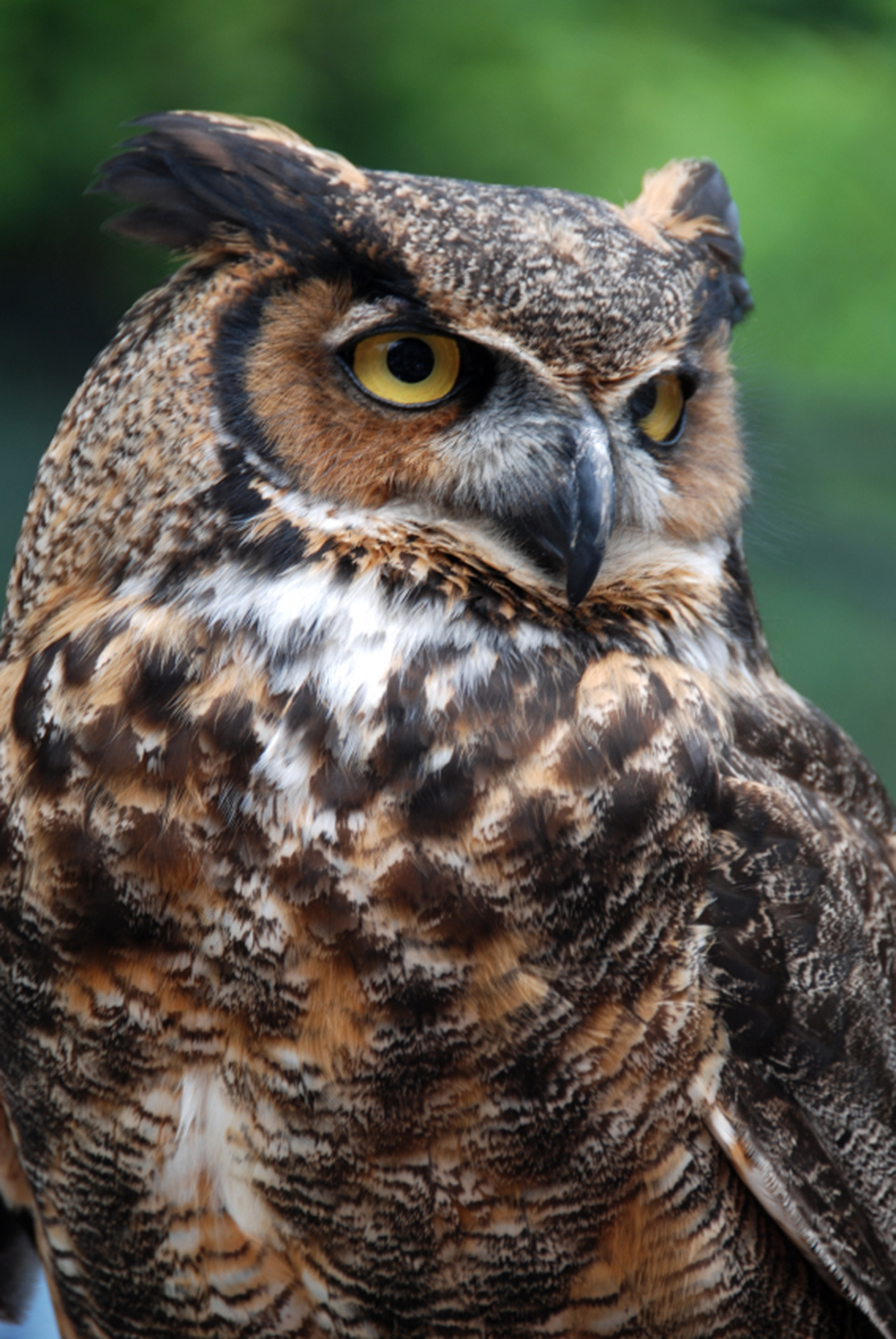 Owls bring mystery, plus rodent control | Mississippi State ...