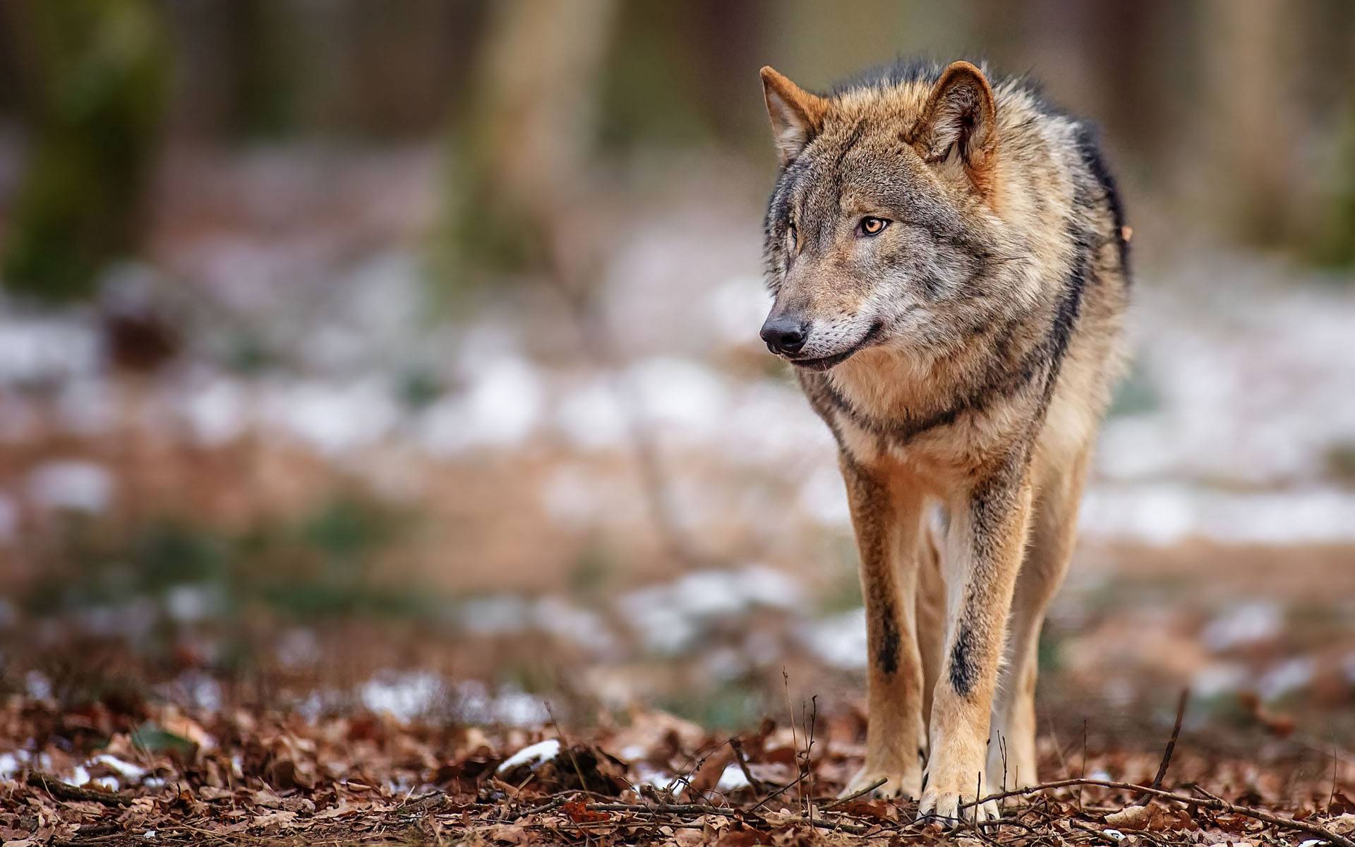 Brown wolf - Wolves 3 Wallpaper | Reference: Wolf | Pinterest | Wolf ...