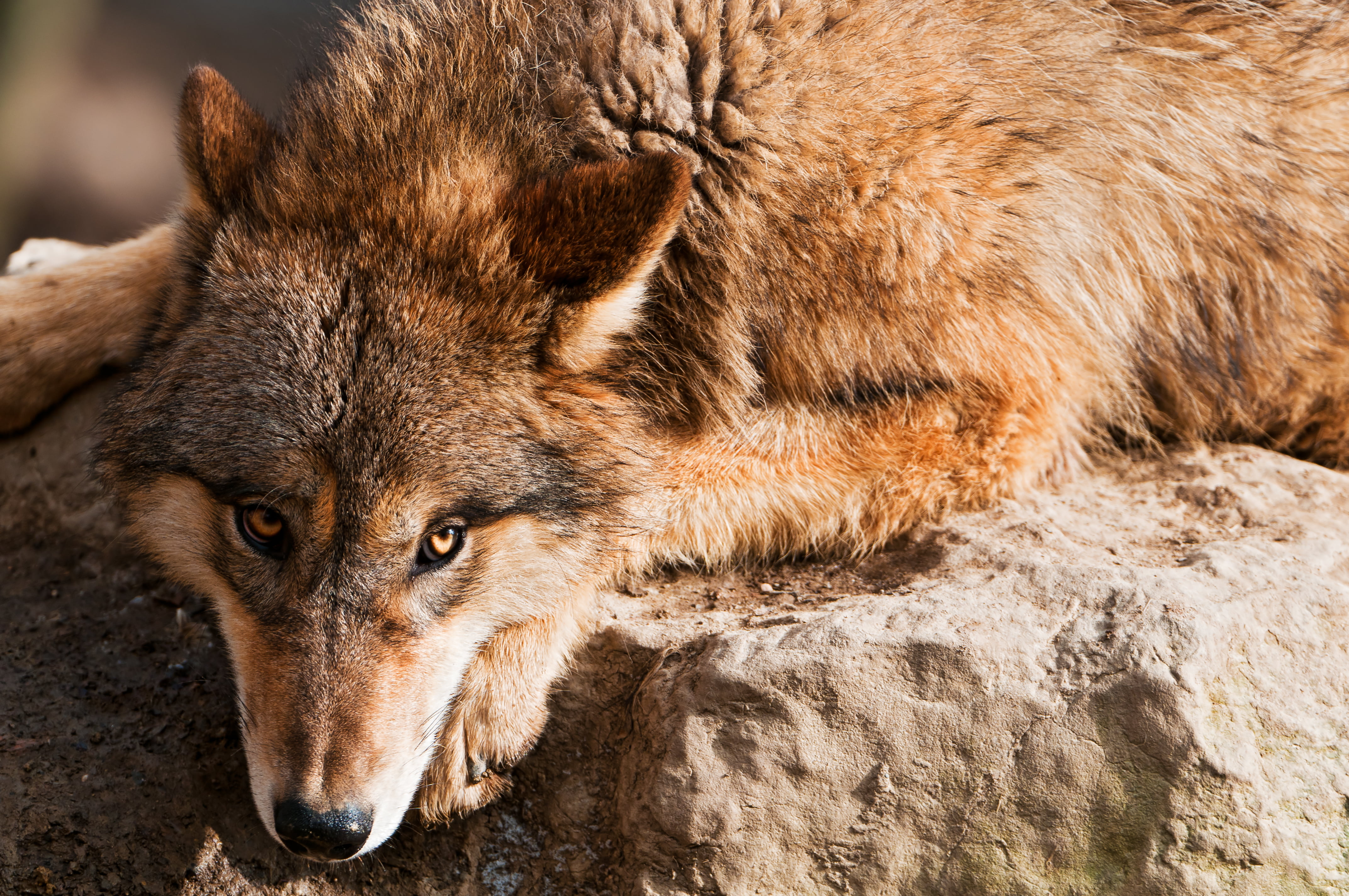 Brown wolf during daytime HD wallpaper | Wallpaper Flare