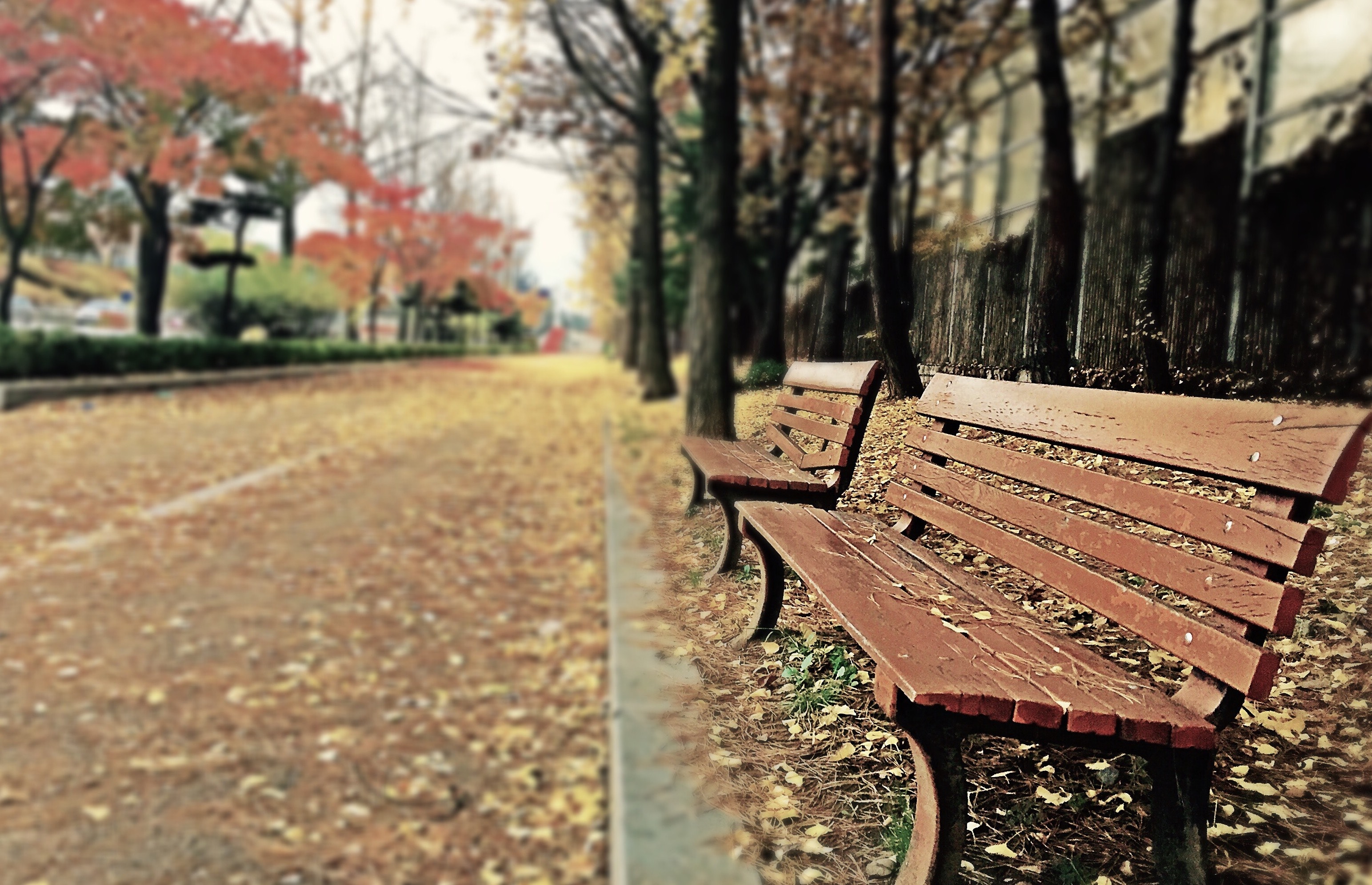 Brown wooden bench with brown dried leaves photo