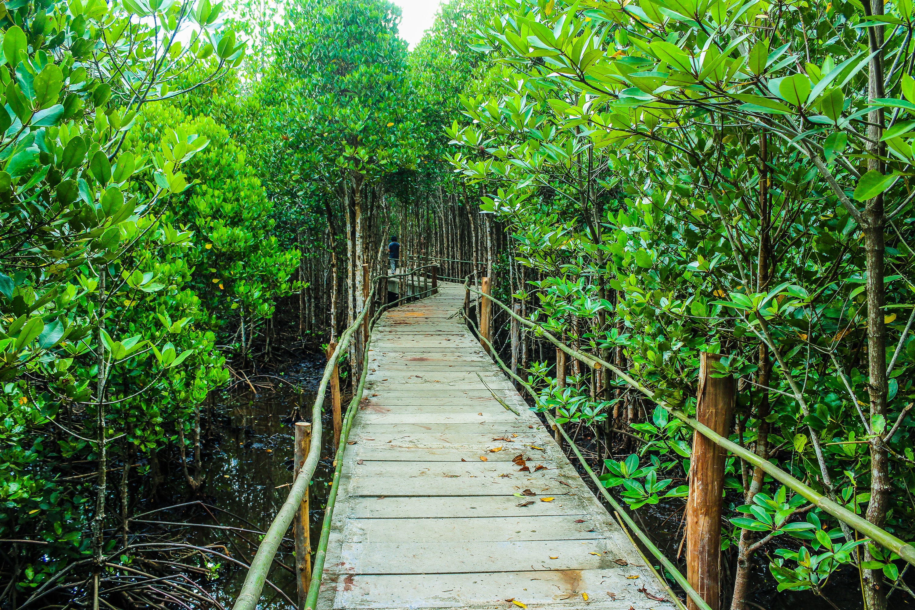 Brown wooden bridge beside green leafy trees photo