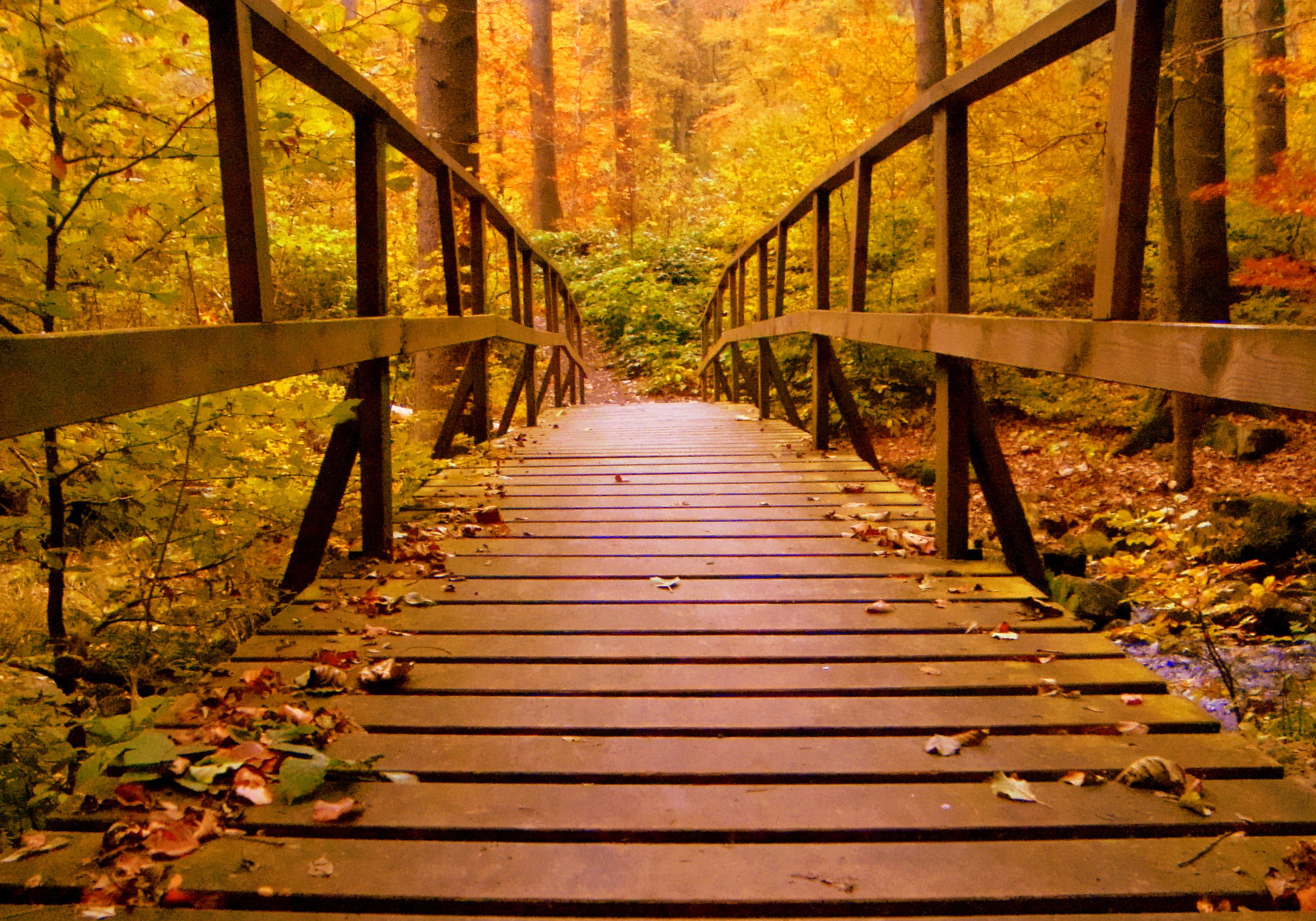 Brown wooden bridge in the forest photo