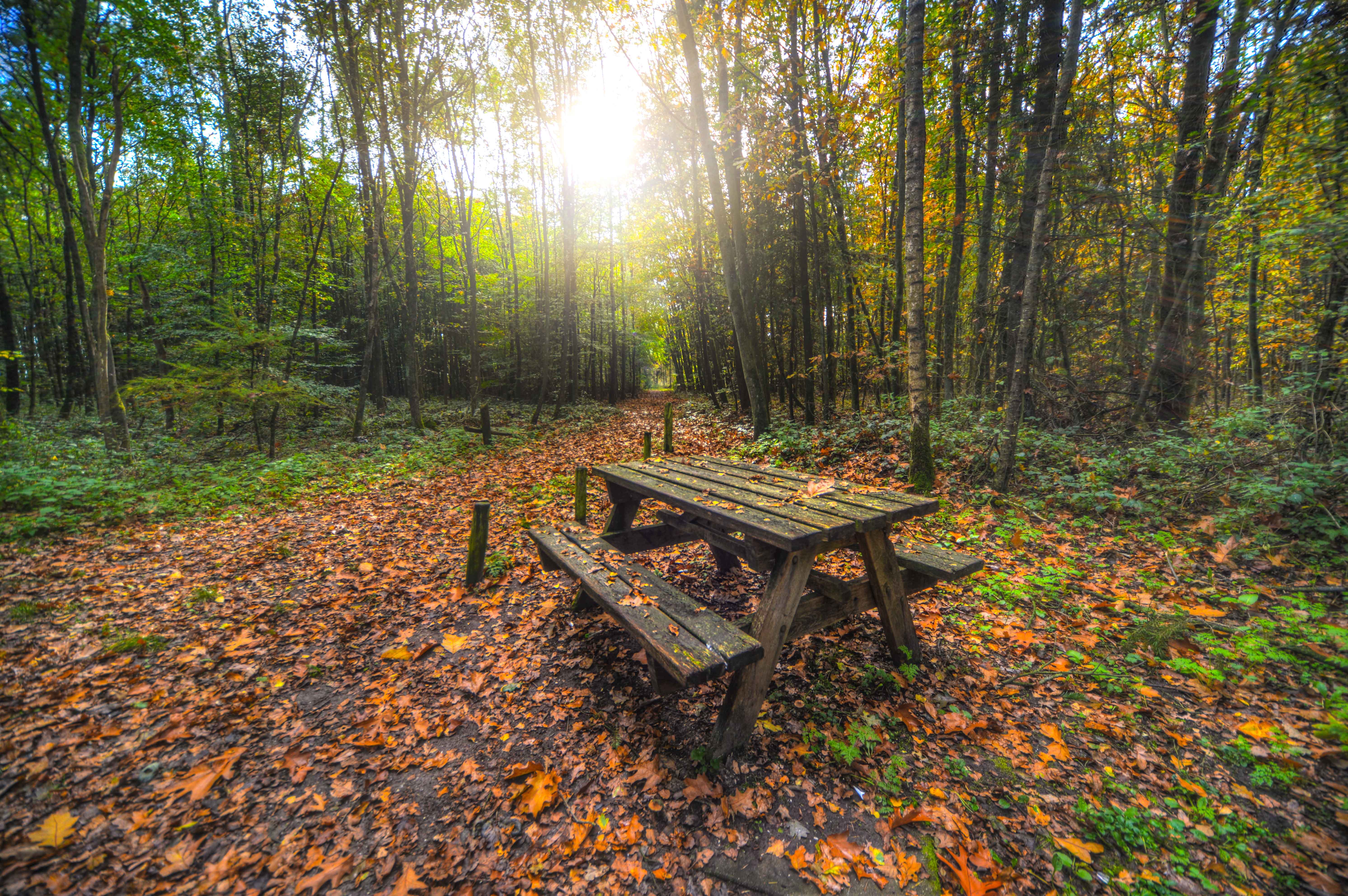 Brown wooden table with bench near green trees photo
