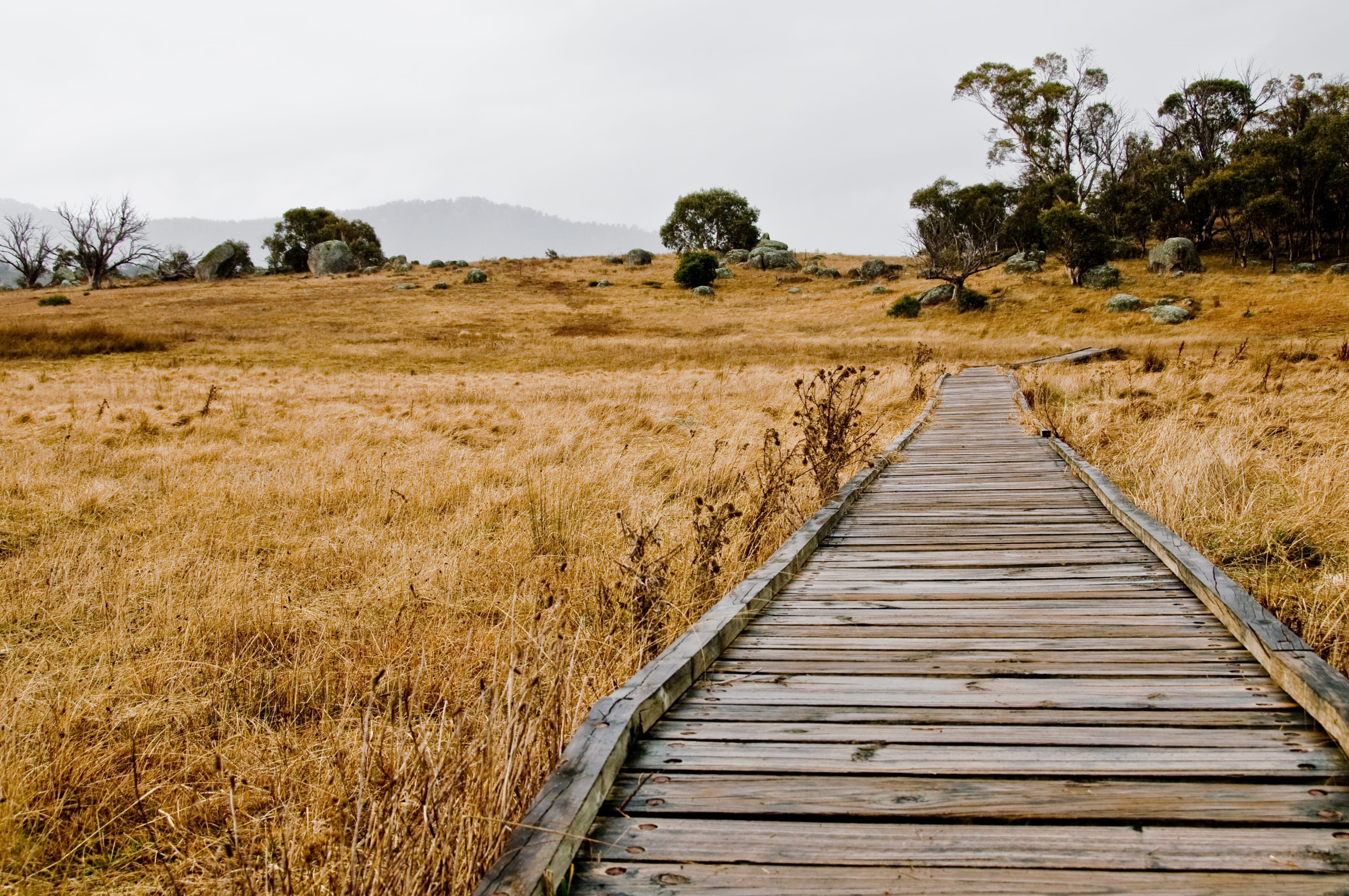 Free photo: Brown Wooden Walkway - Architecture, Pathway ...