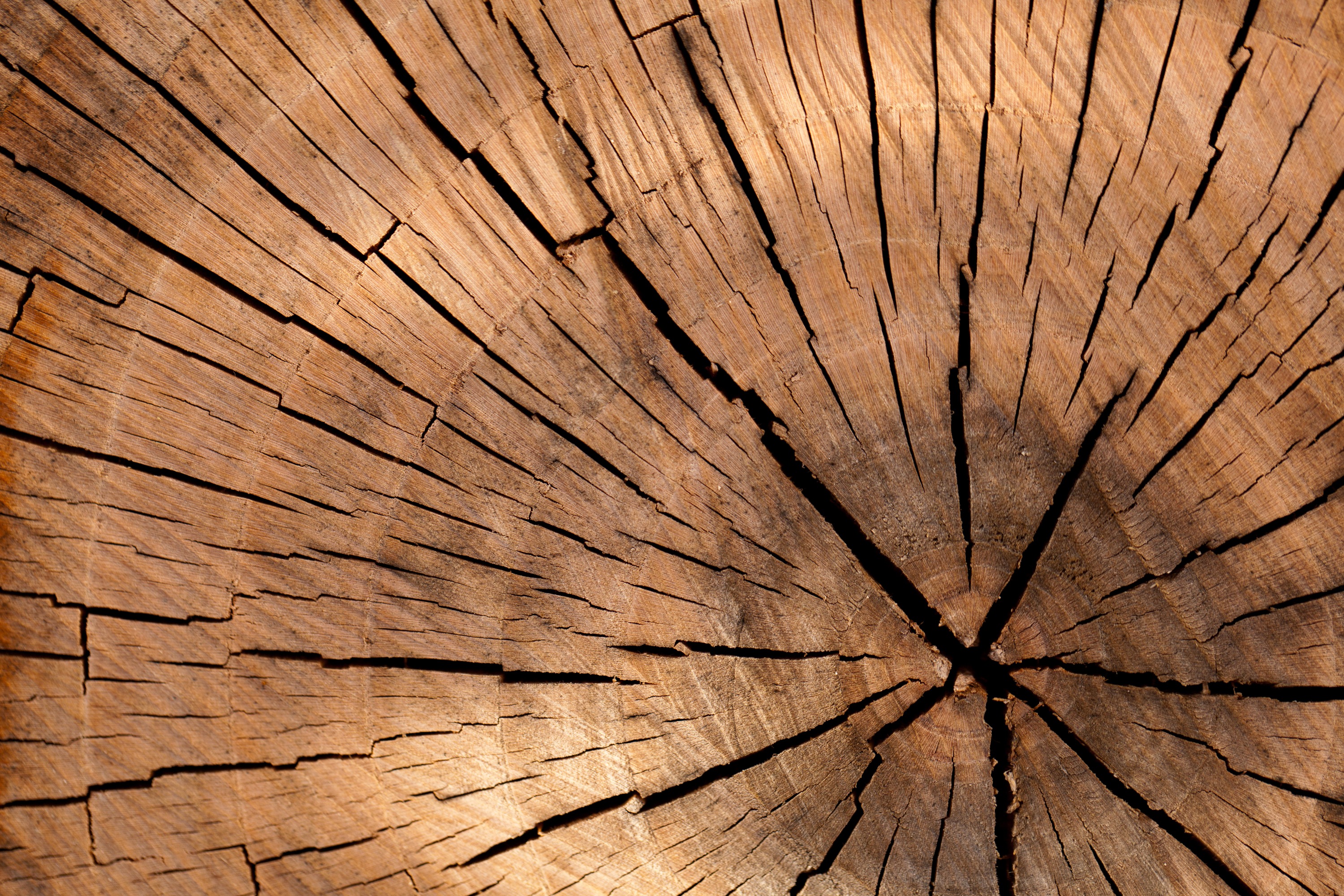 This new 'super wood' material is stronger than steel • Materia