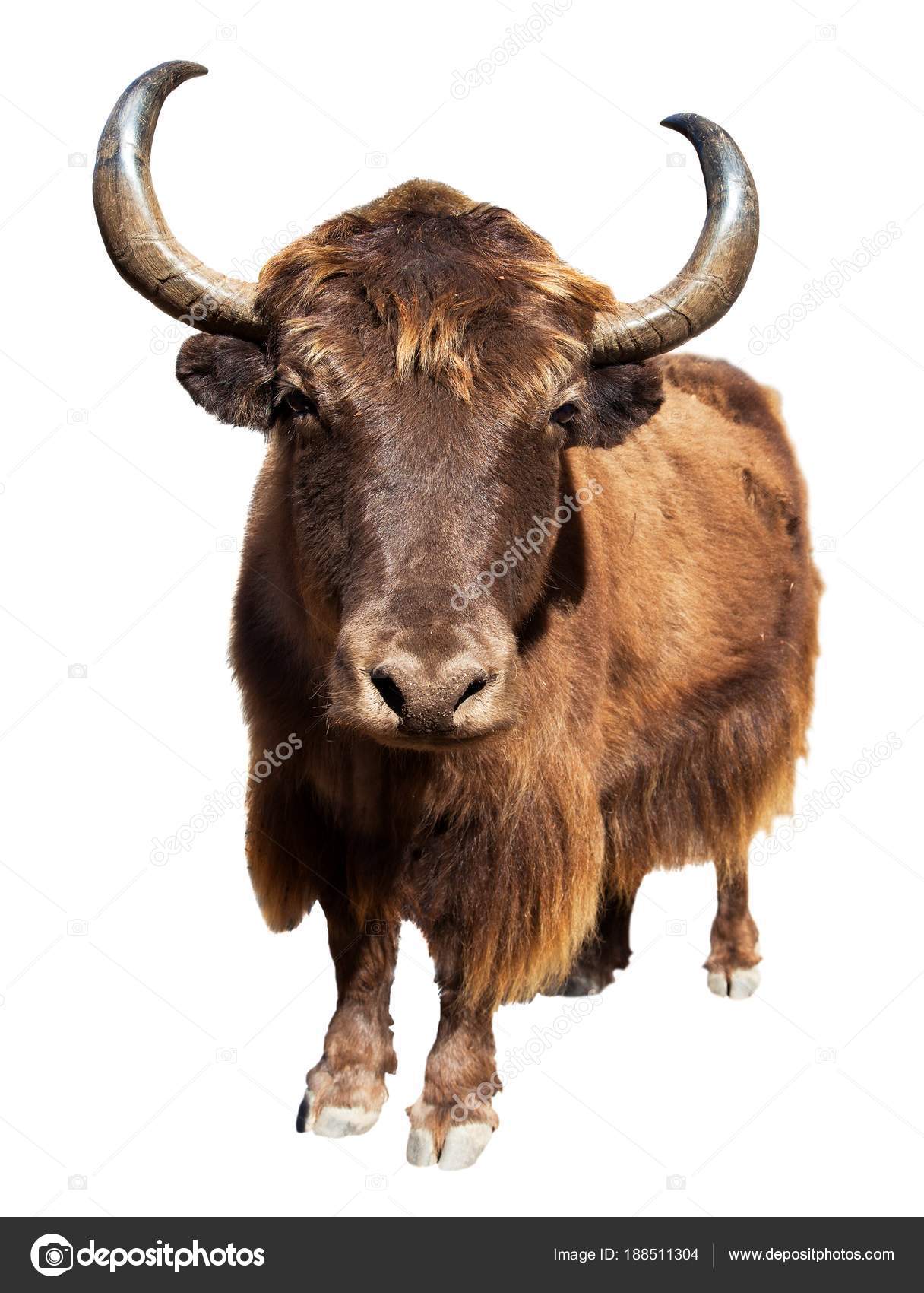 brown yak isolated on white background — Stock Photo © prudek #188511304