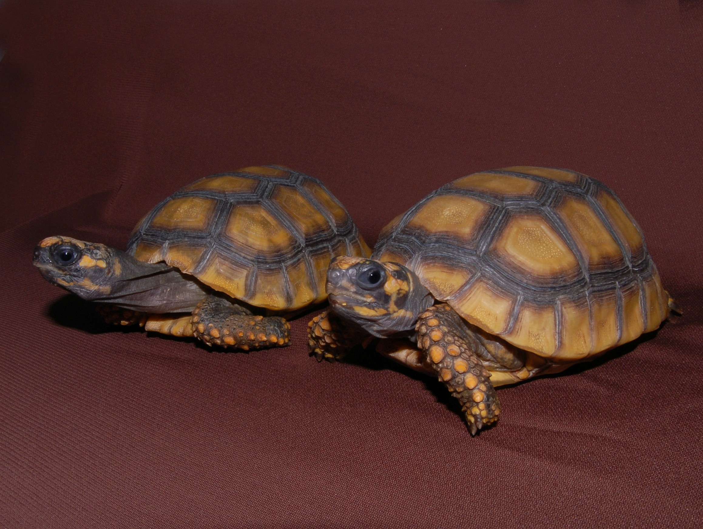 Yellow Footed Tortoises (Four-Five Year Olds) for sale from The ...