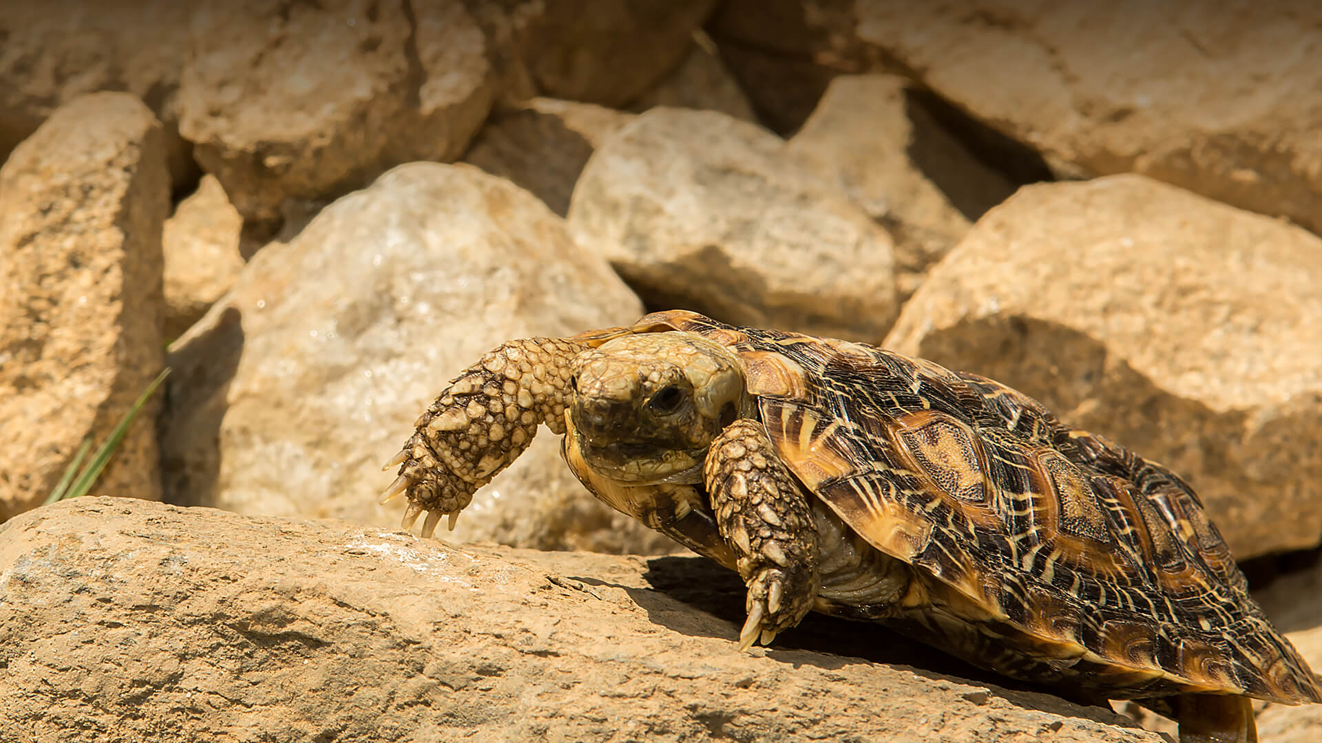 Pancake Tortoise | San Diego Zoo Animals & Plants