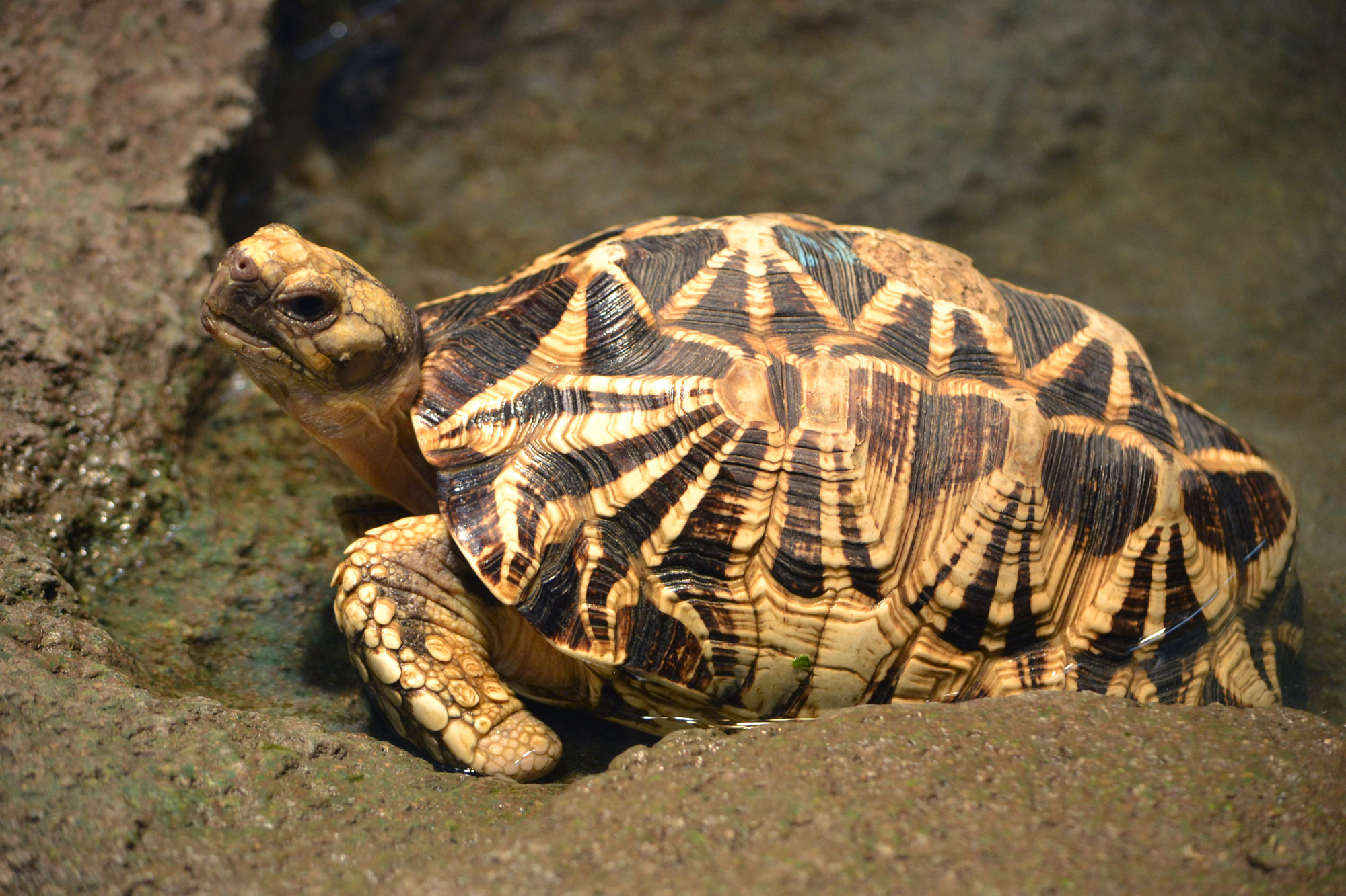 U.S. Fish & Wildlife Service - CITES CoP16 Burmese Star Tortoises