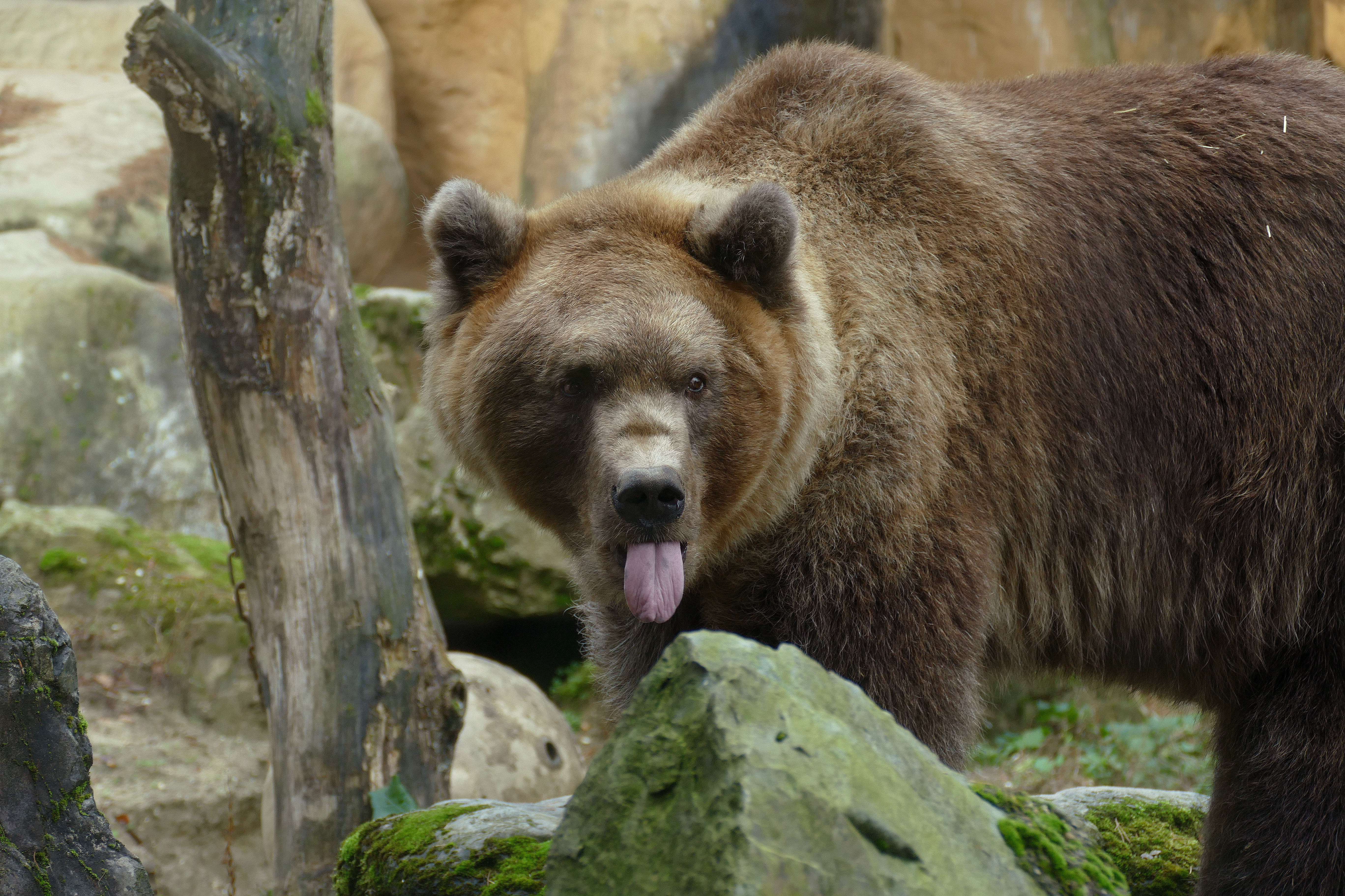 Bruine beer in dierenrijk amersfoort photo