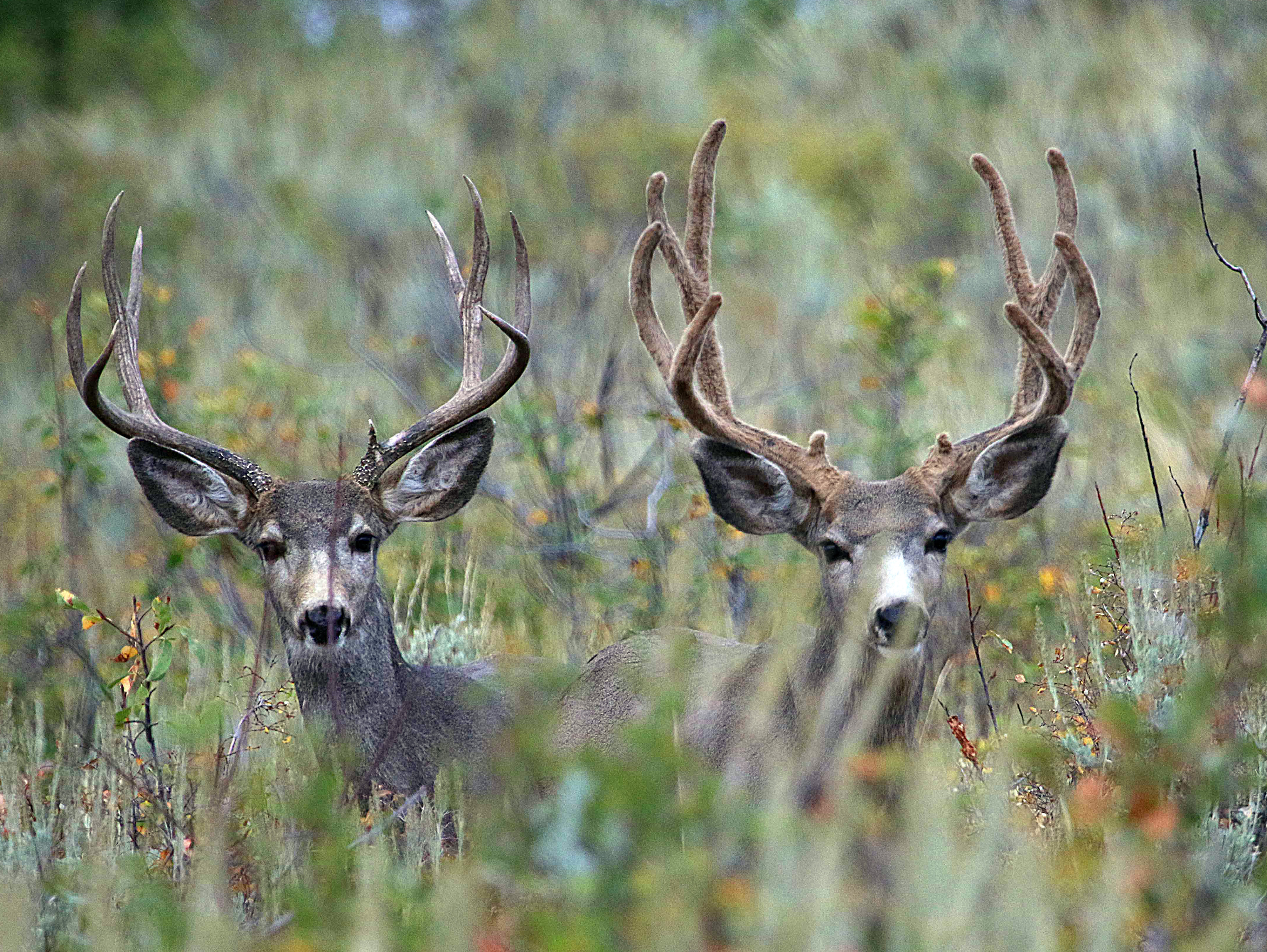 Slight reduction in buck deer permits