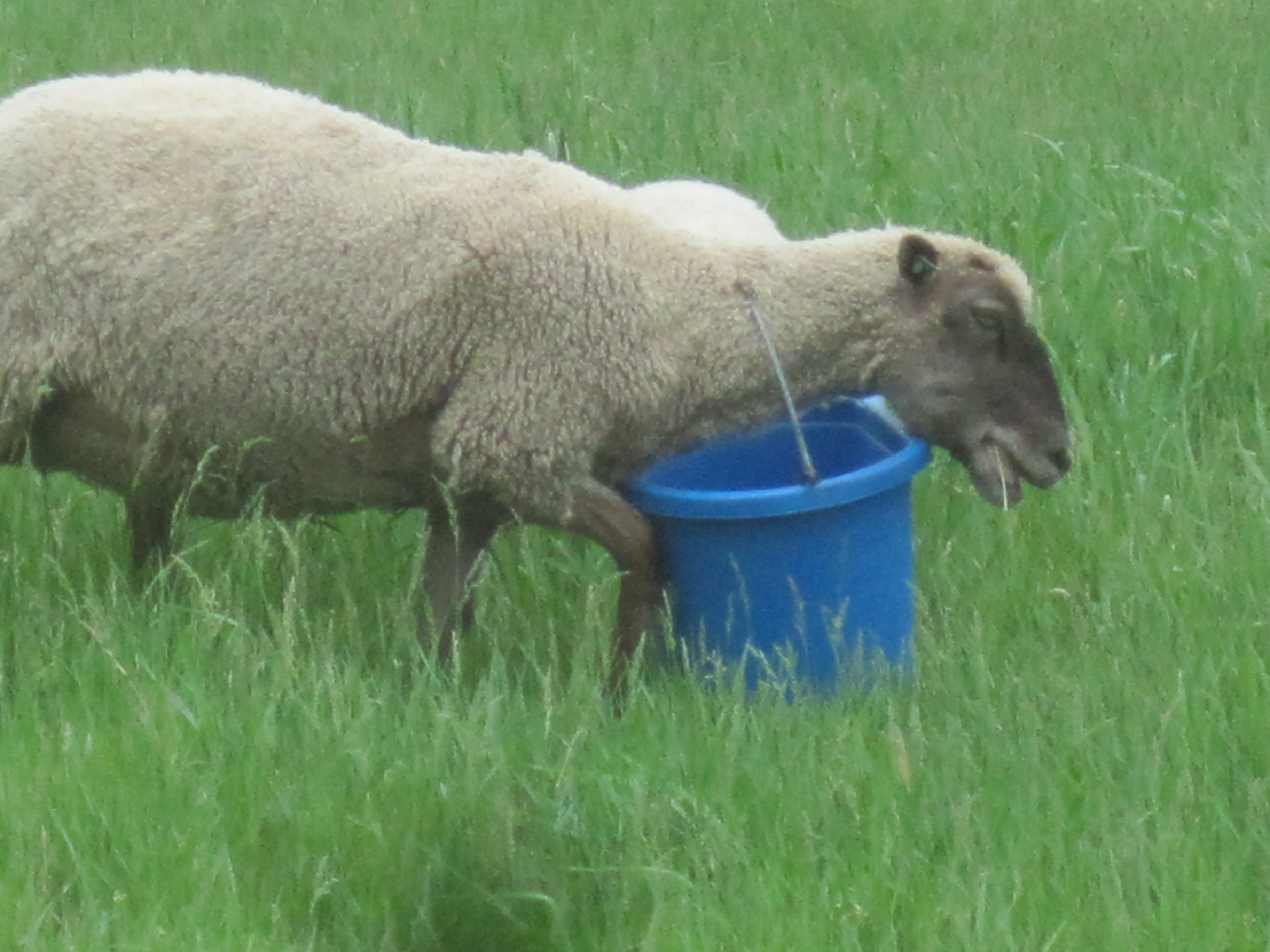 The Bucket Debacle | Fairhope Farm
