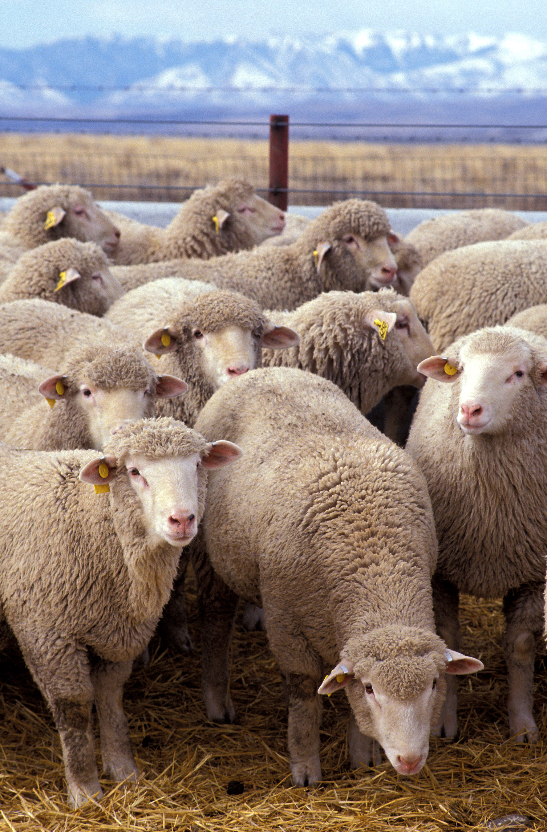 Group of sheep photo