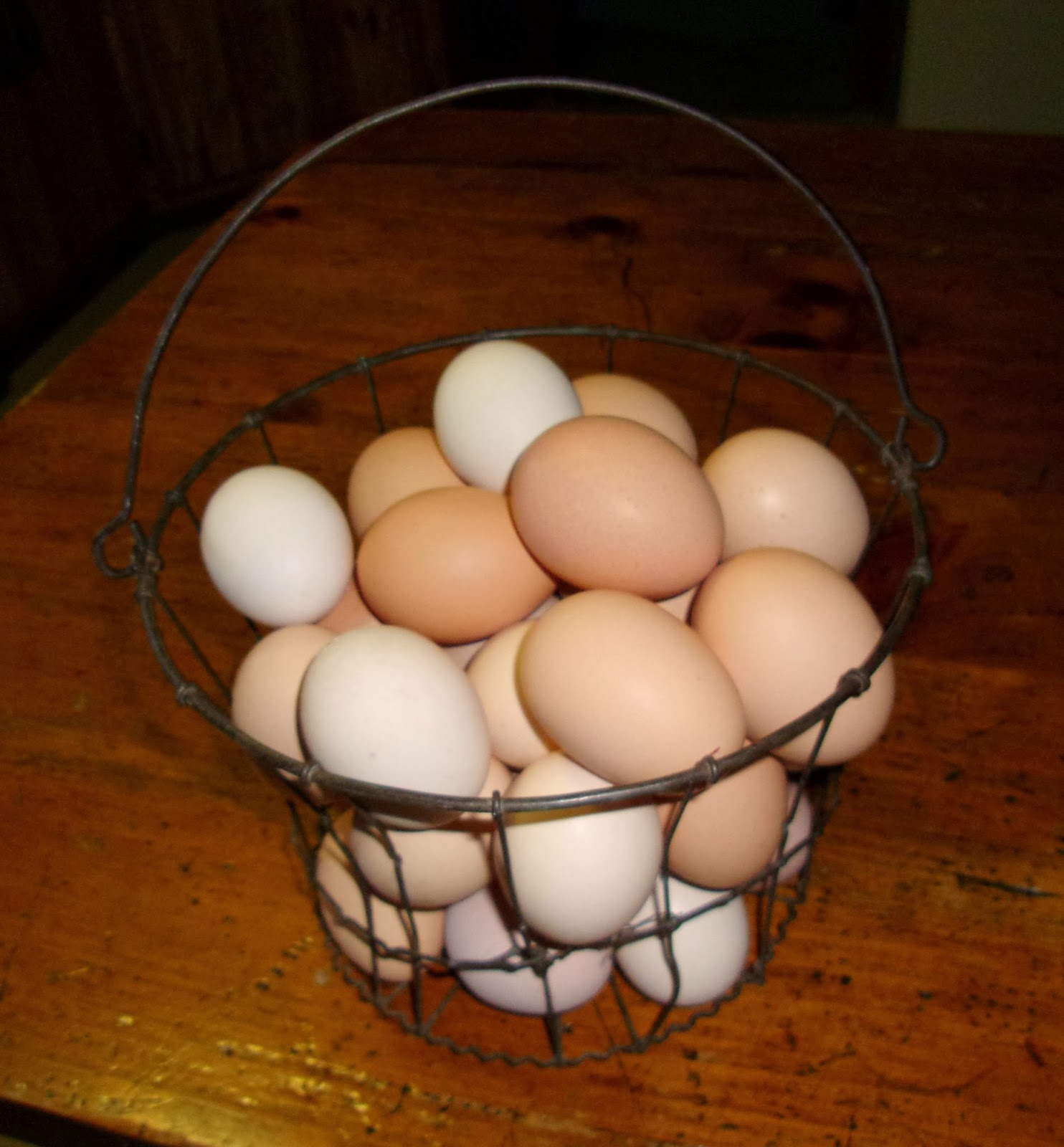 Vegetarian Eggs.....?? | Community Chickens
