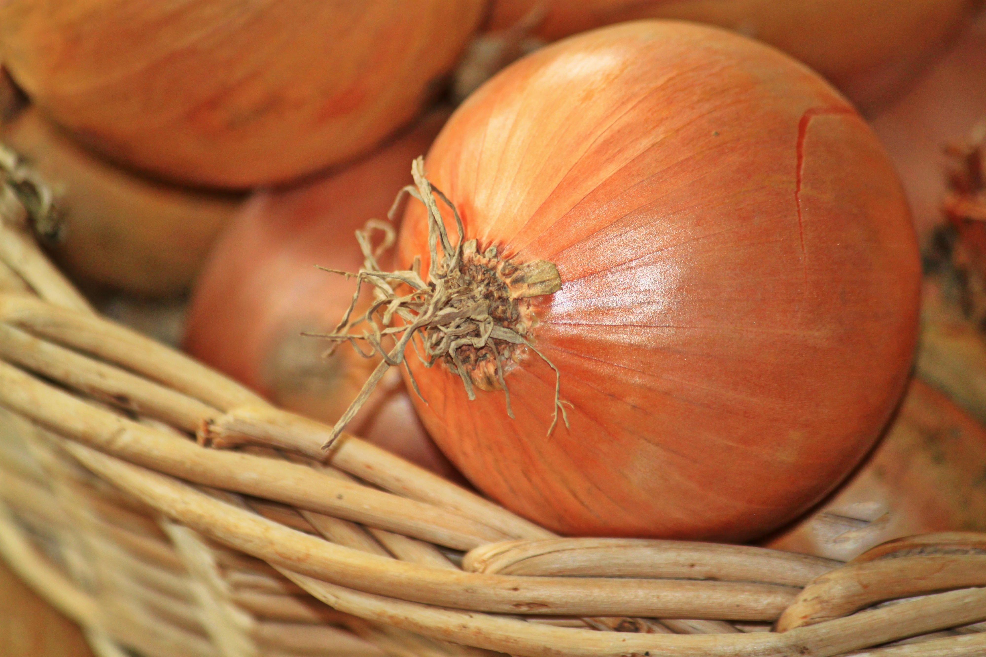 Bucket of onions photo