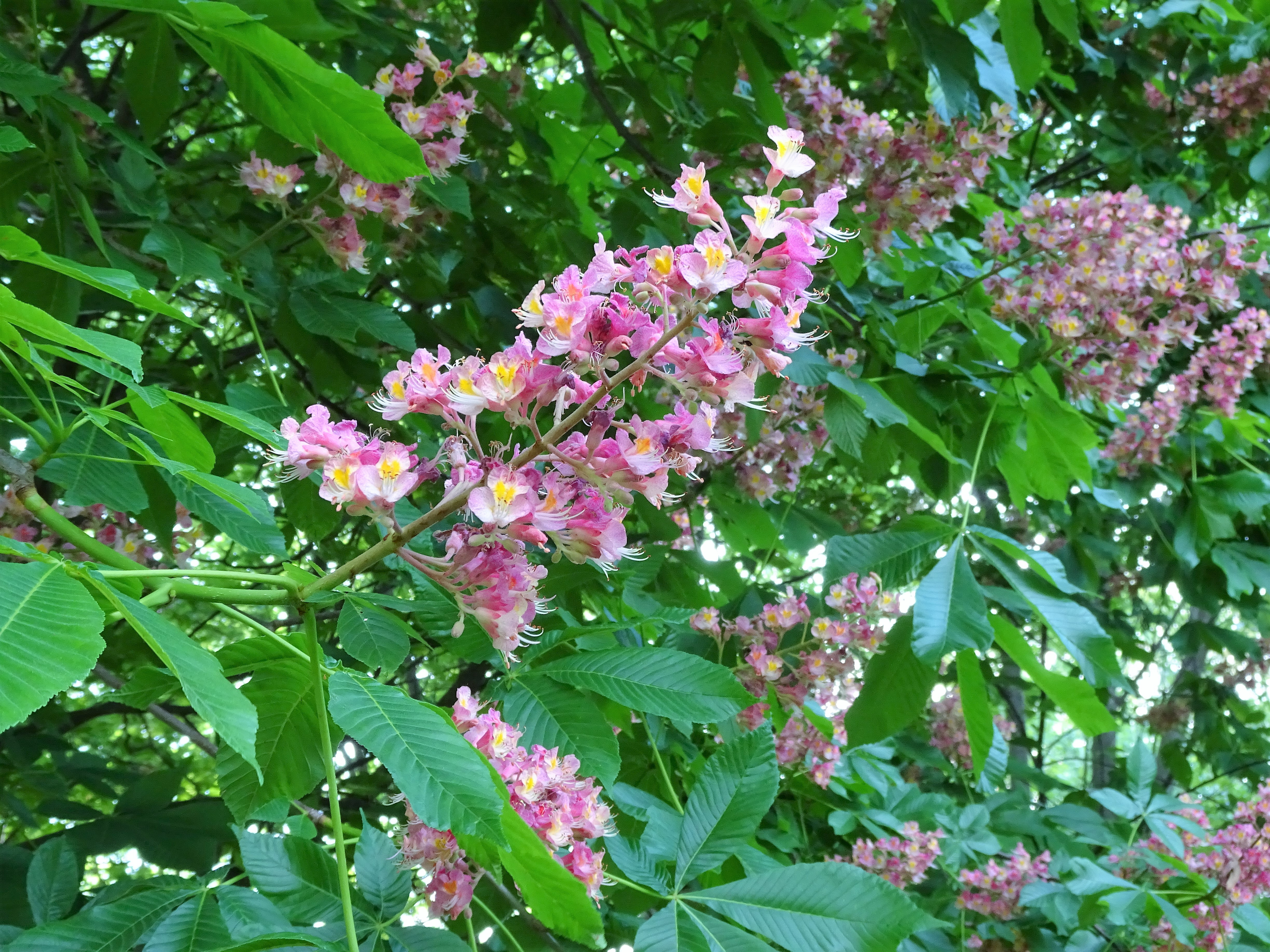Buckeye Tree Flowers – SOMETIMES