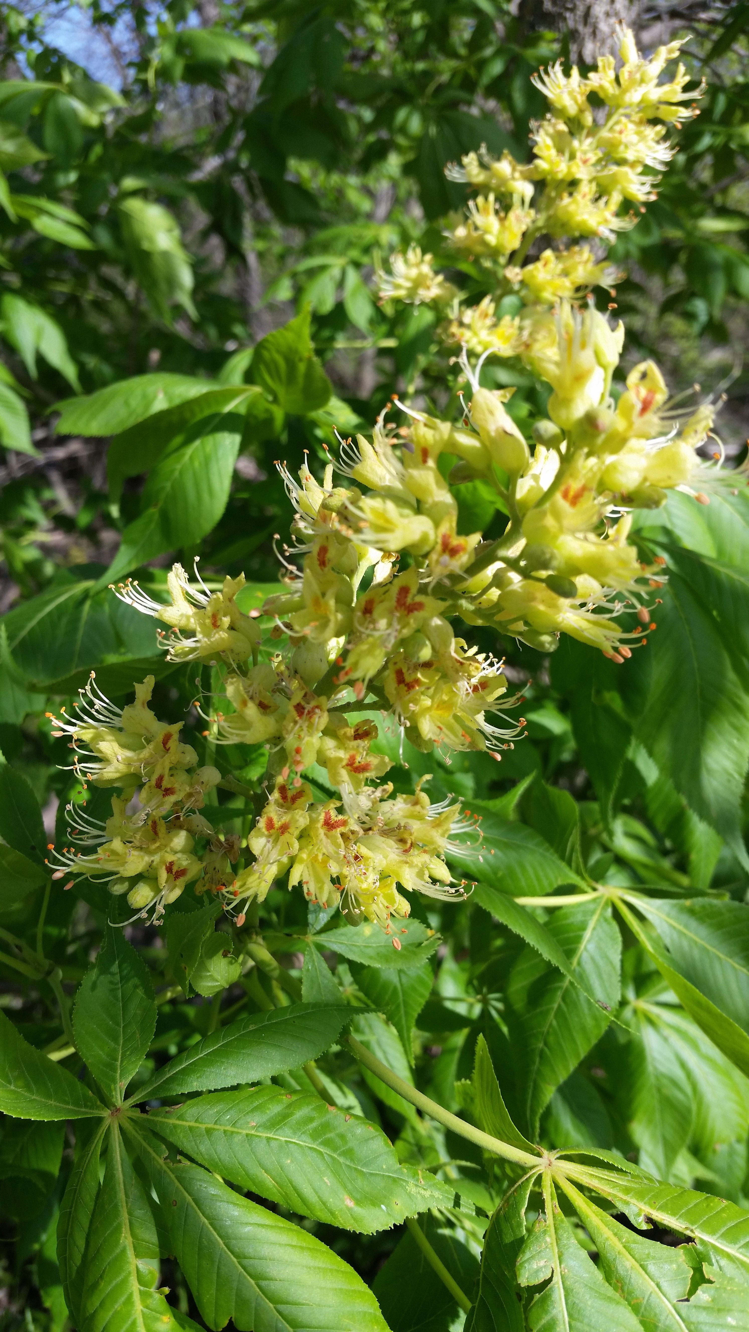 Ohio buckeye (Aesculus glabra) is a tough, native tree, found ...