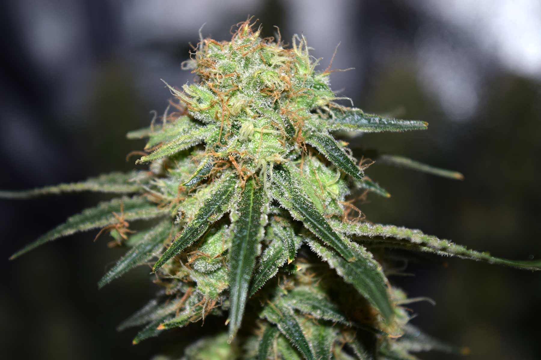 Make Your Buds Sparkle With More Trichomes | Grow Weed Easy