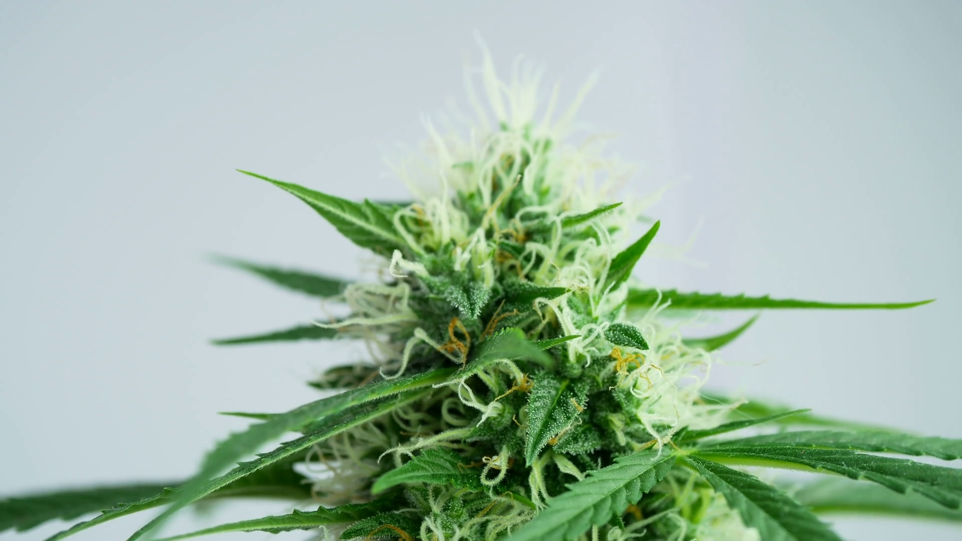 Closeup of Marijuana bud, Cannabis female plant in flowering phase ...