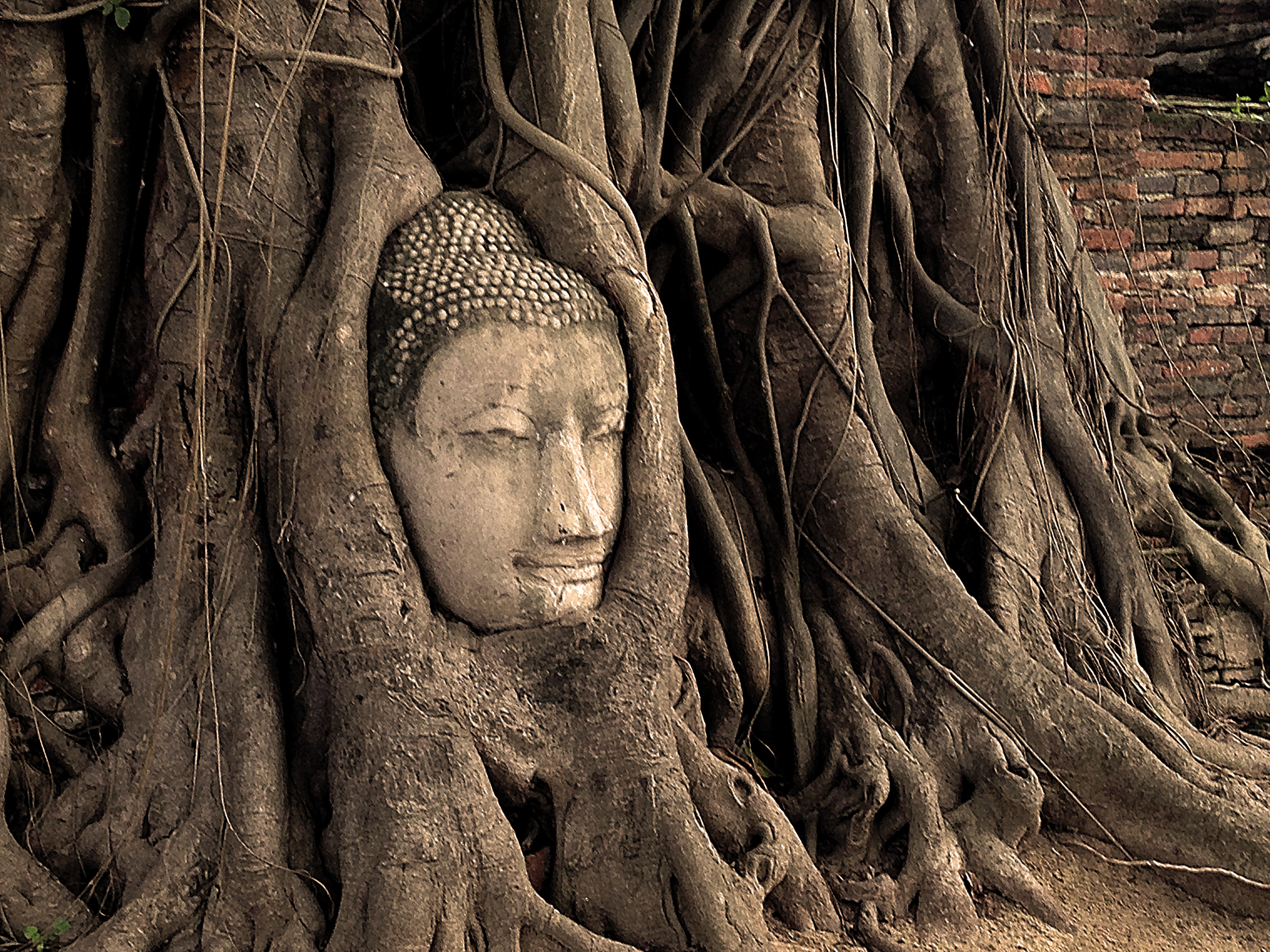 File:Buddha Head in Tree.jpg - Wikimedia Commons