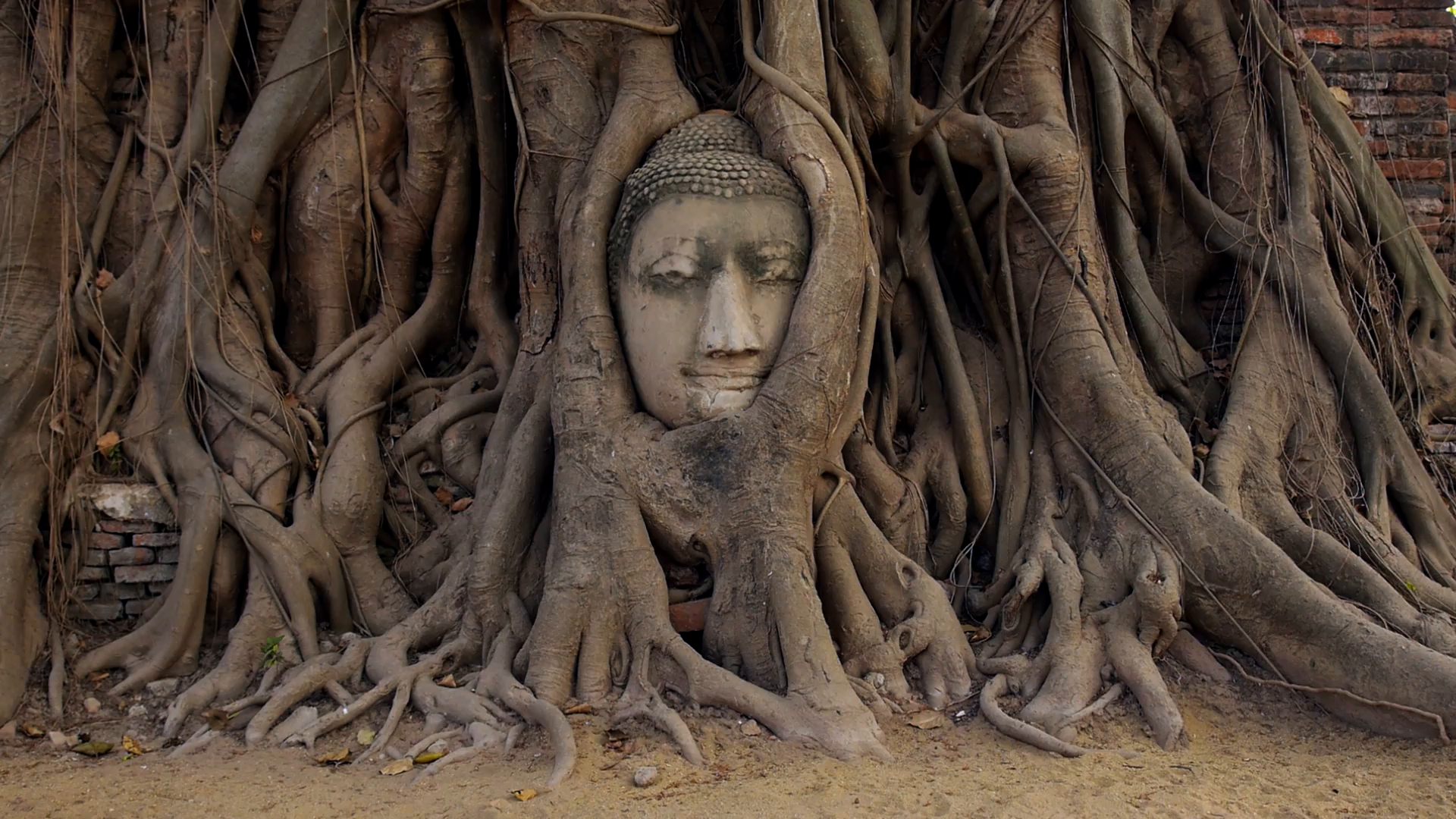 Head of Buddha Statue in the Tree Roots at Wat Mahathat, Ayutthaya ...