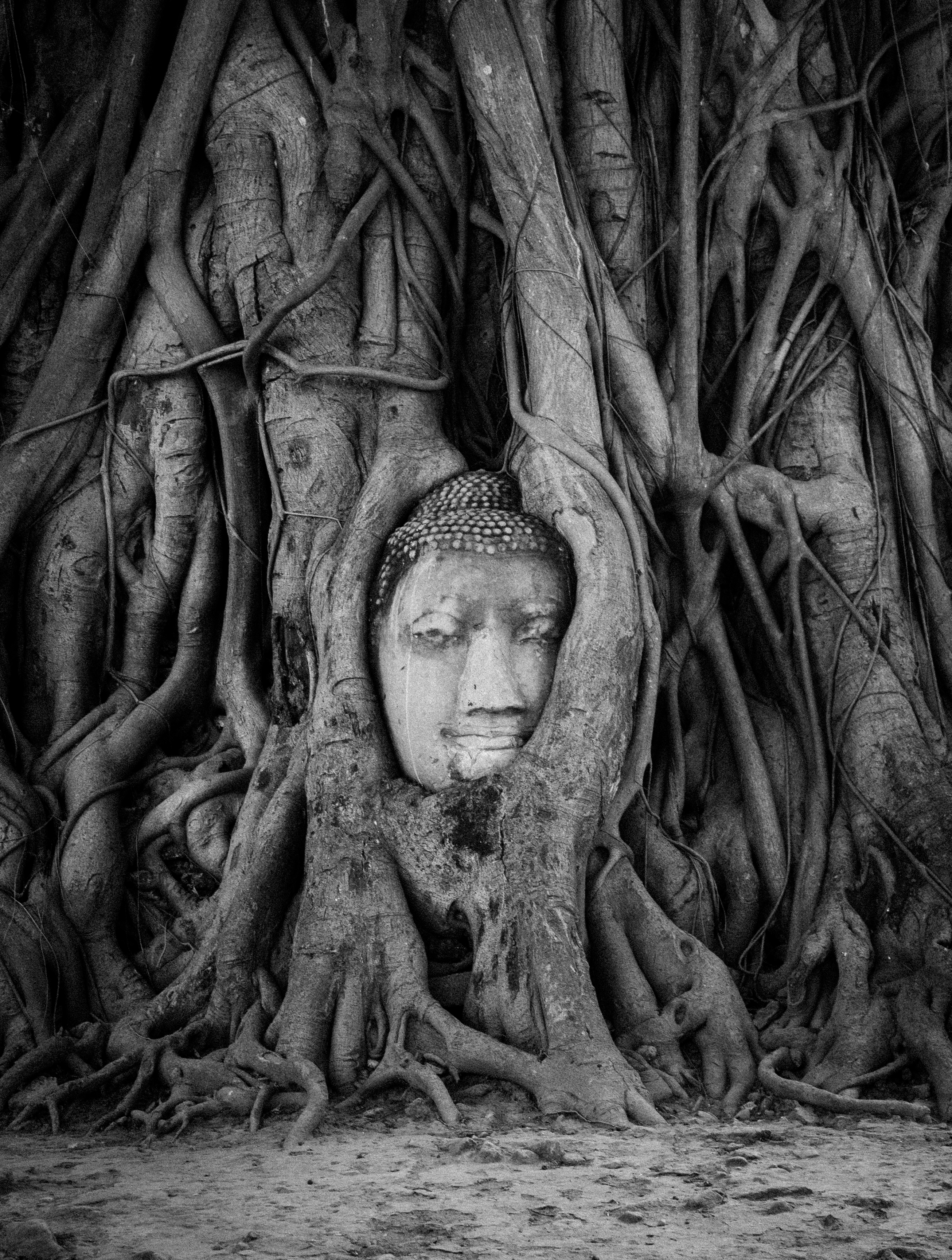 File:Buddha Head in Tree Roots, Wat Mahathat, Ayutthaya.jpg ...