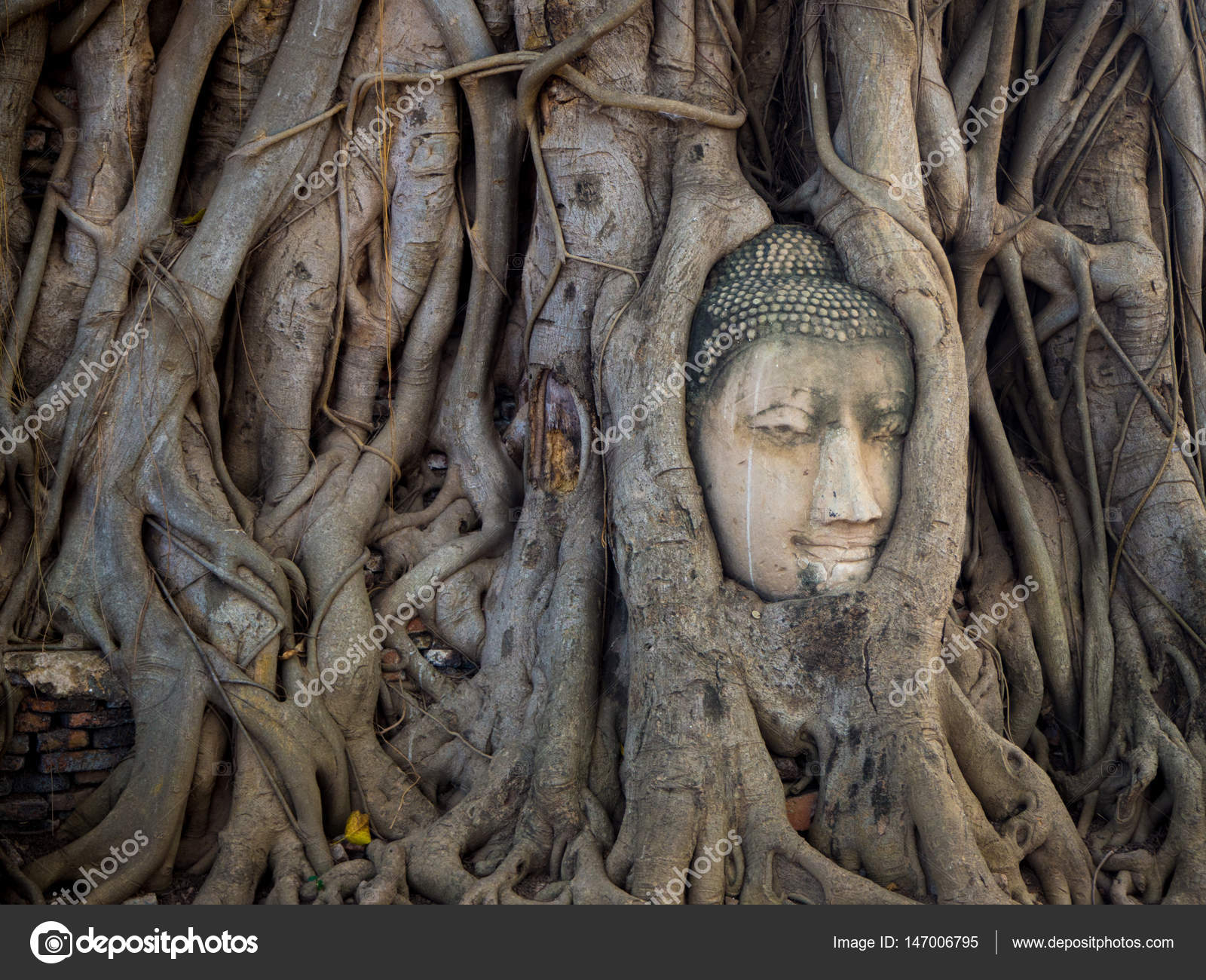 Unseen Thailand Head of Sandstone Buddha within Tree Roots at W ...