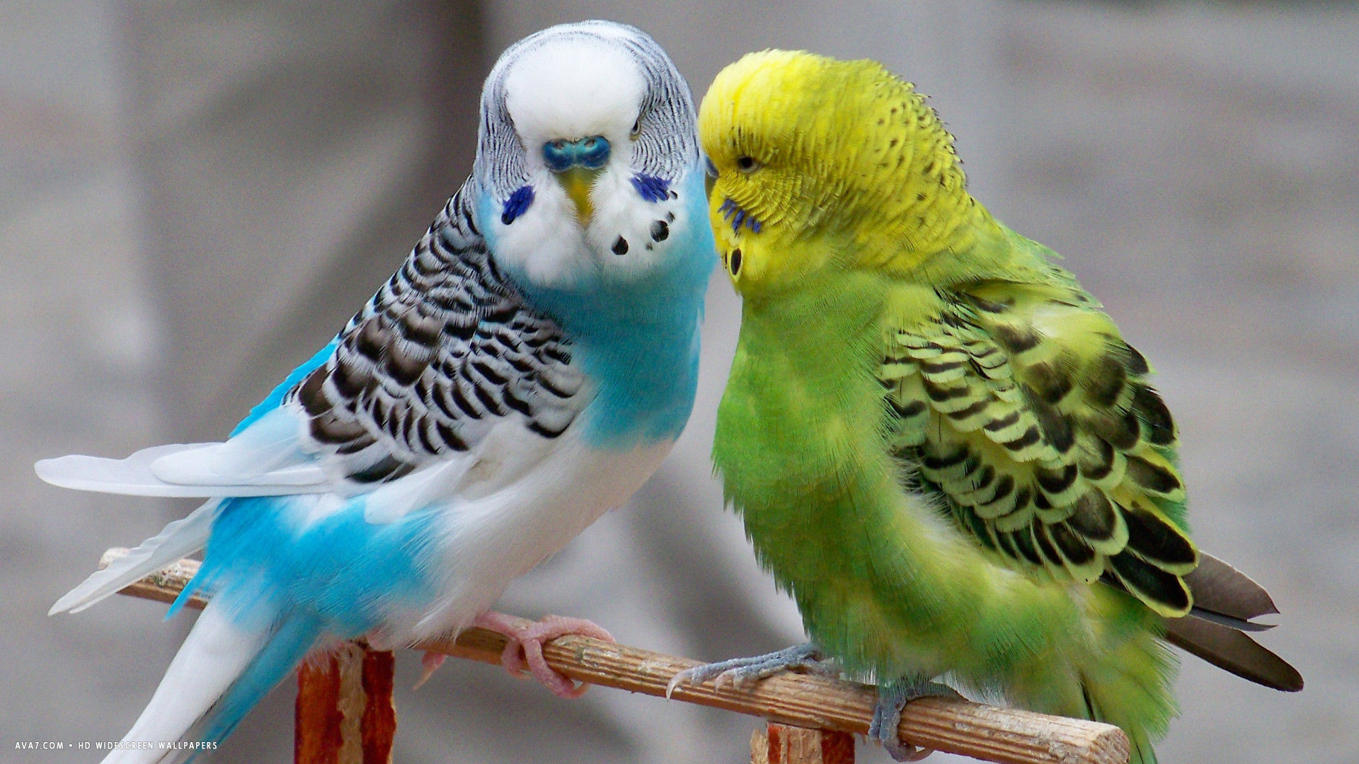 ava7.com/w/birds/budgie/budgie-parrots-budgerigars...