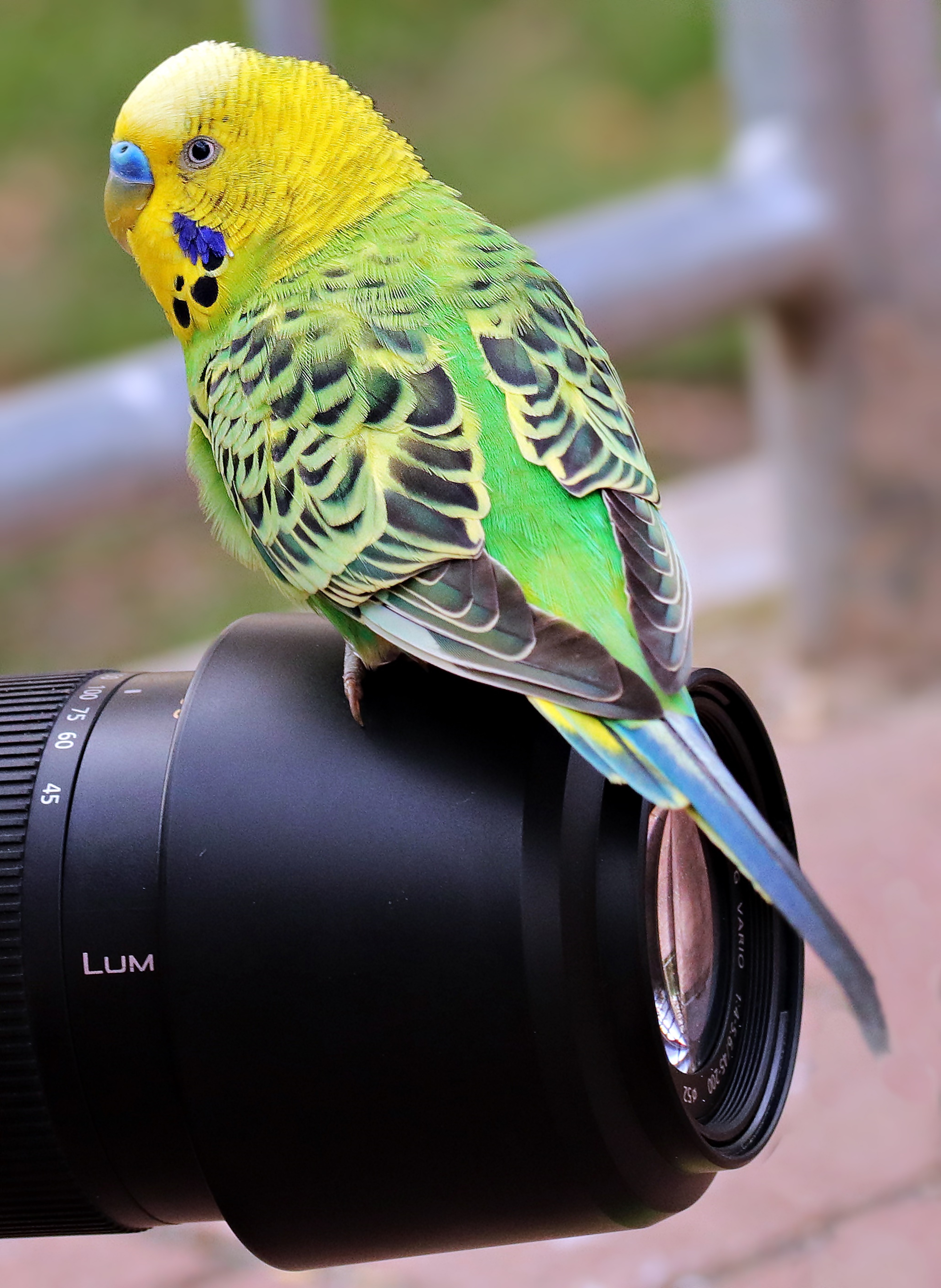 Budgie on the camera photo